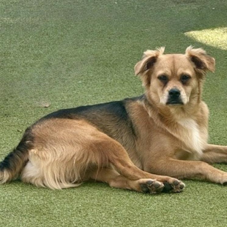 Enlarge Tavistock , an adopted mixed breed in windsor, CT image 3/6