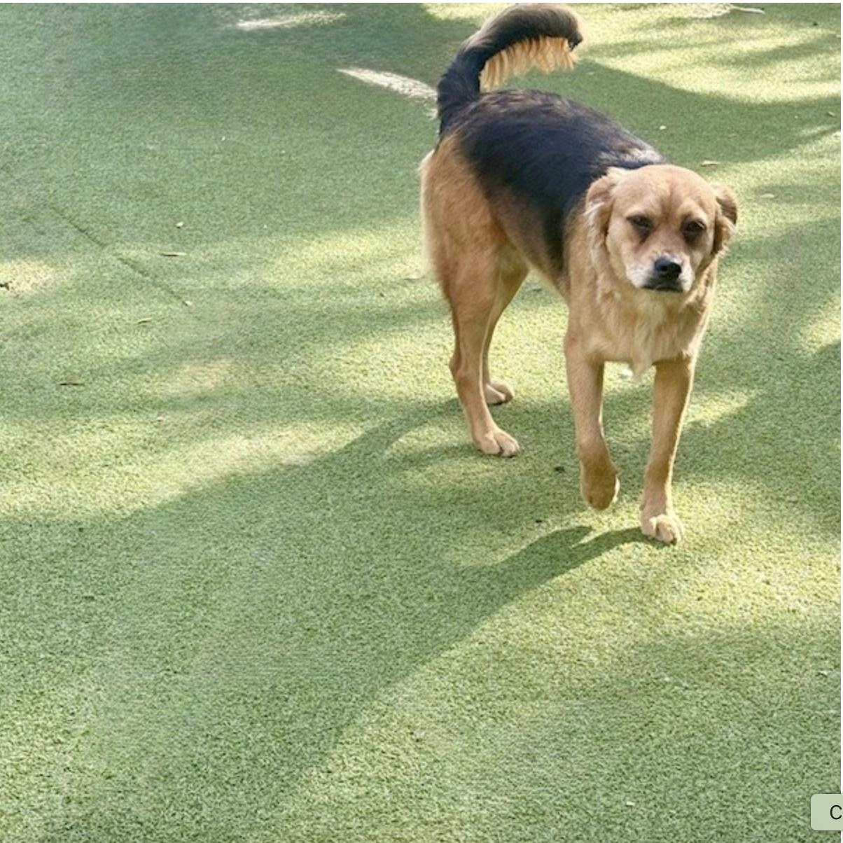 Enlarge Tavistock , an adopted mixed breed in windsor, CT image 4/6