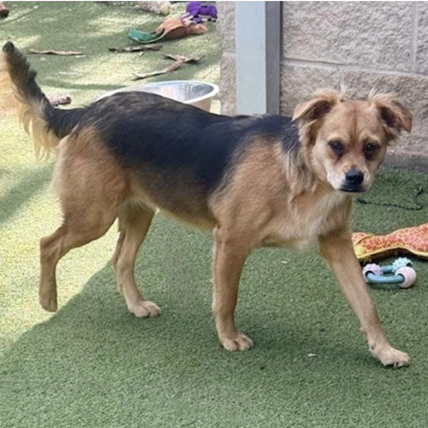 Enlarge Tavistock , an adopted mixed breed in windsor, CT image 5/6