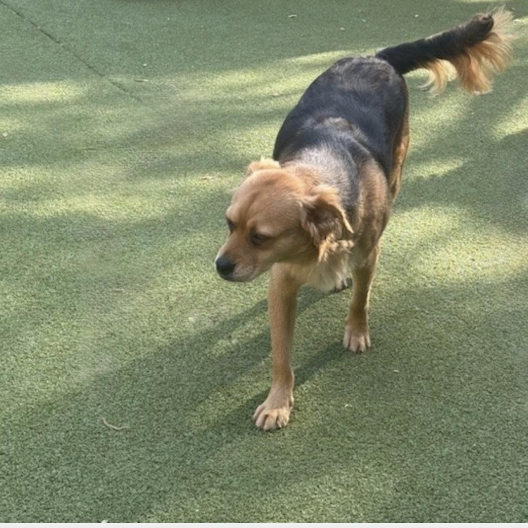 Enlarge Tavistock , an adopted mixed breed in windsor, CT image 6/6