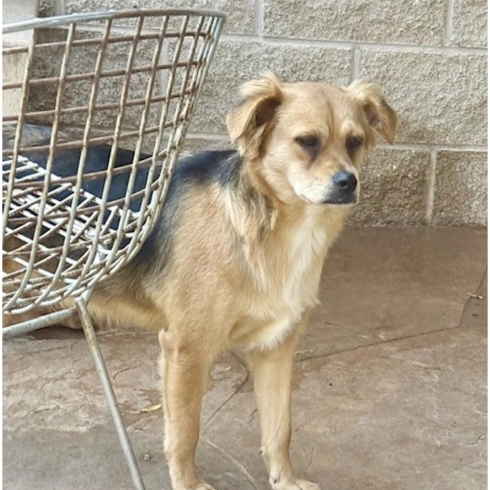 Tavistock , adopted, Puppy Male Australian Shepherd & Terrier.