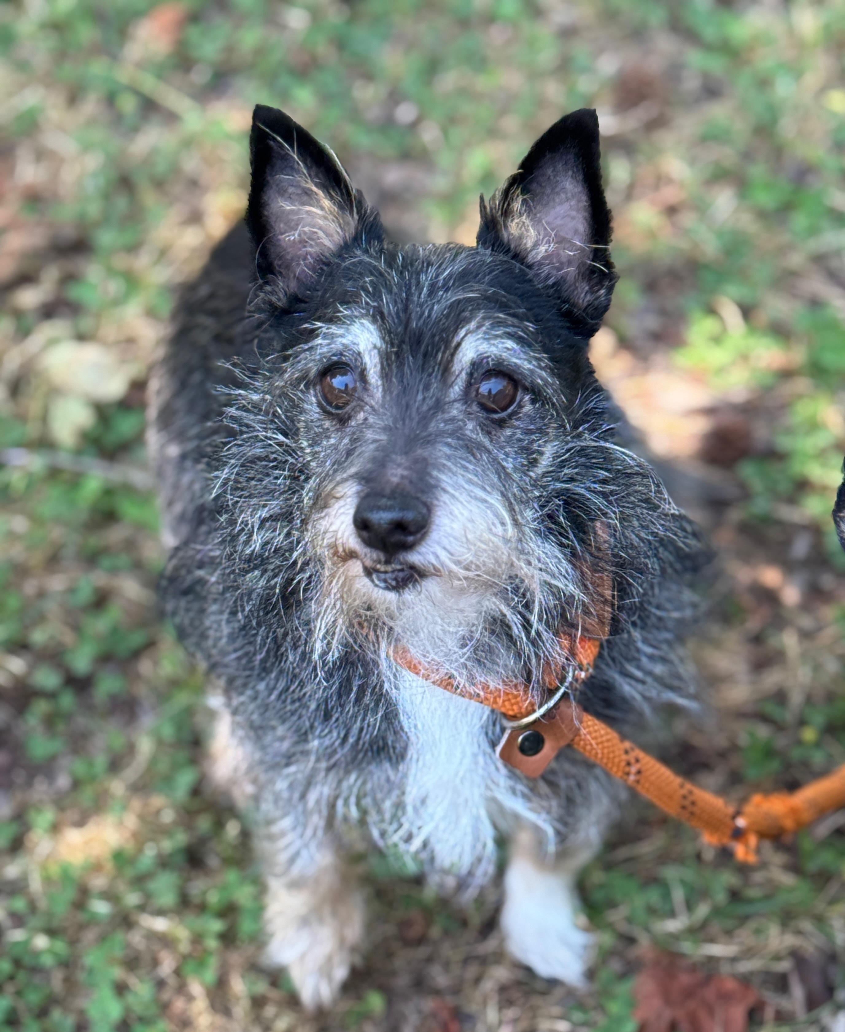 Hubcap, ADOPTABLE, Adult Male Schnauzer & Terrier.