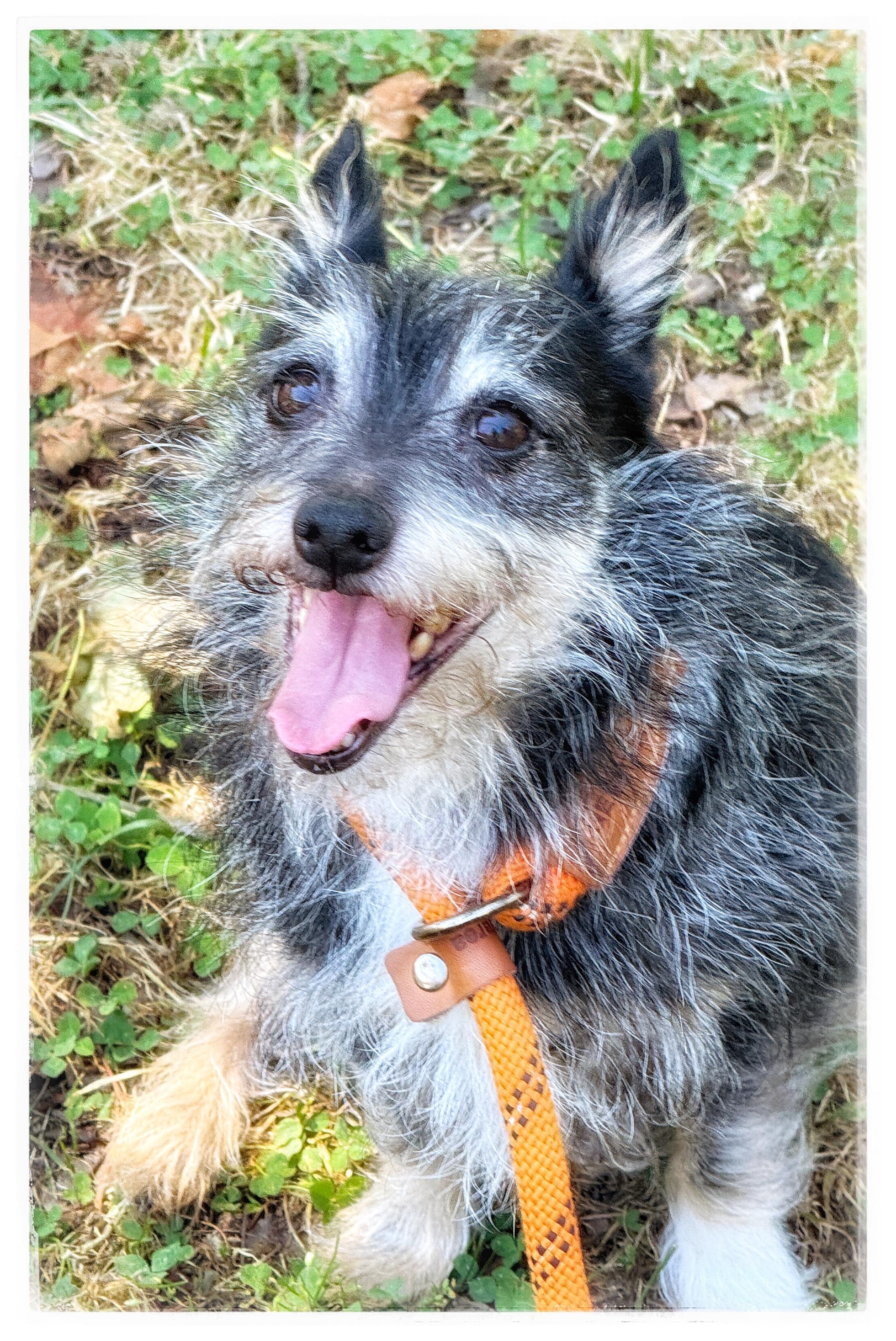 Hubcap, a ADOPTABLE mixed breed in Midlothian, VA image 3/6