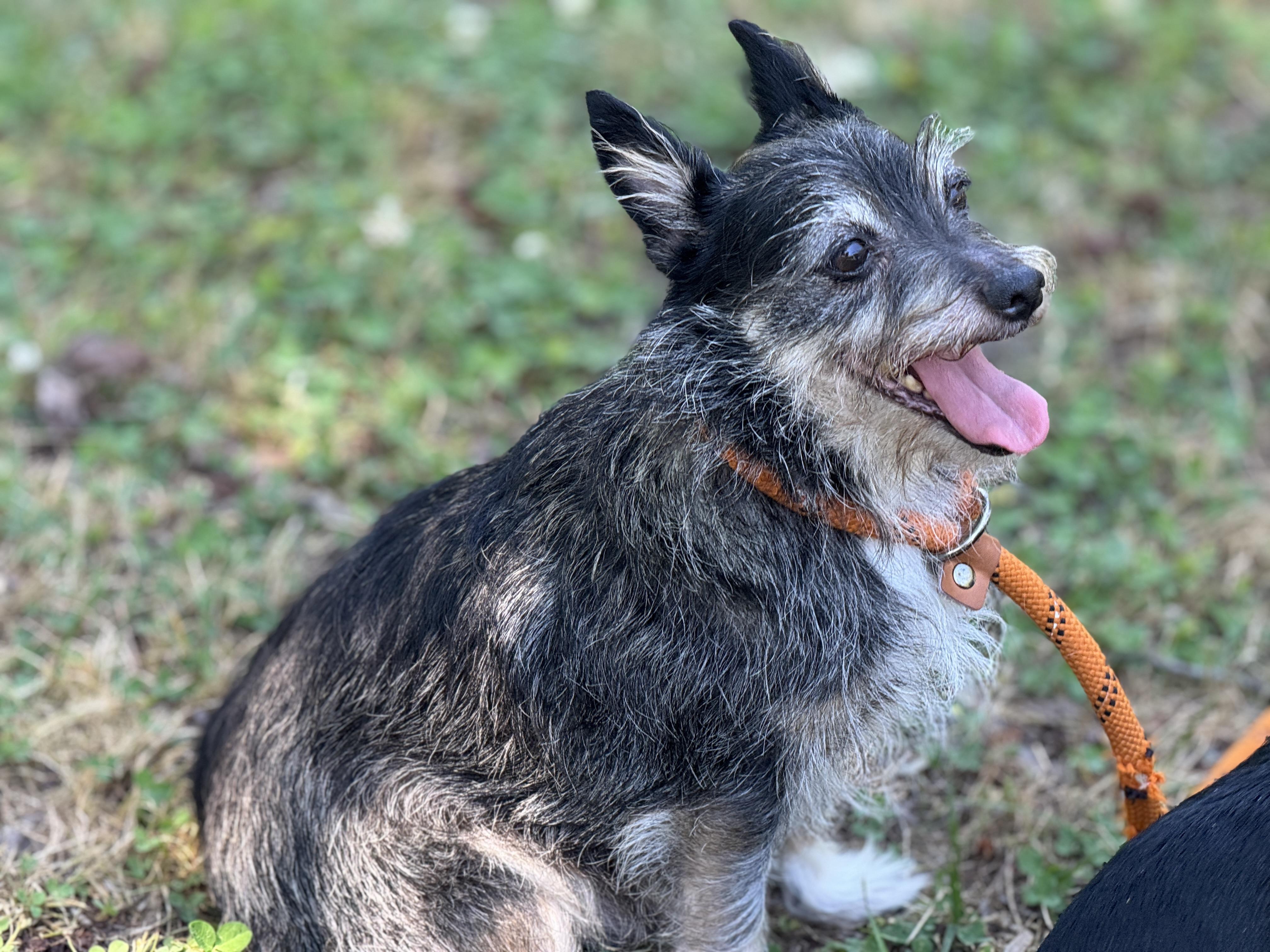 Hubcap, a ADOPTABLE mixed breed in Midlothian, VA image 4/6