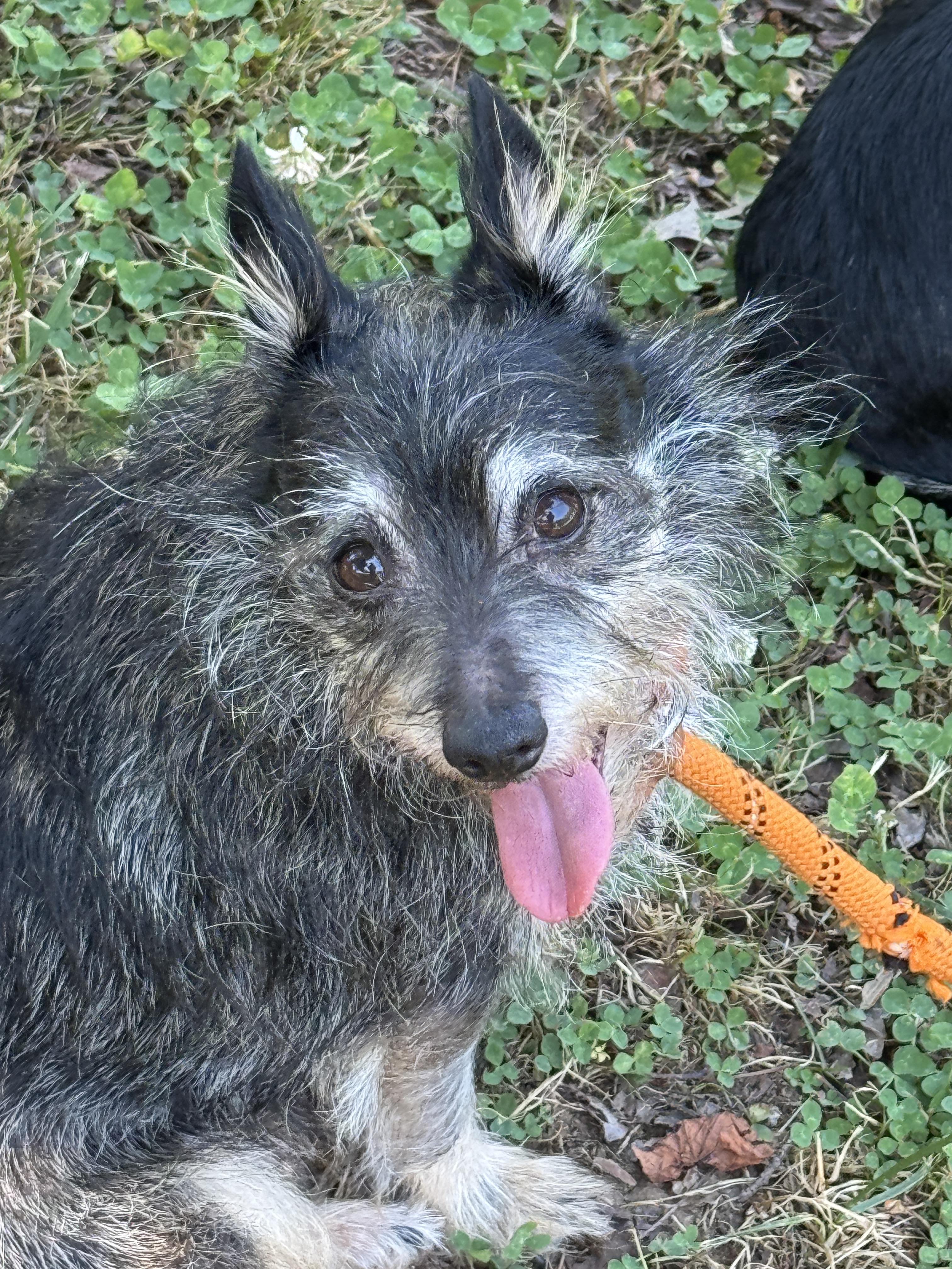 Hubcap, a ADOPTABLE mixed breed in Midlothian, VA image 5/6