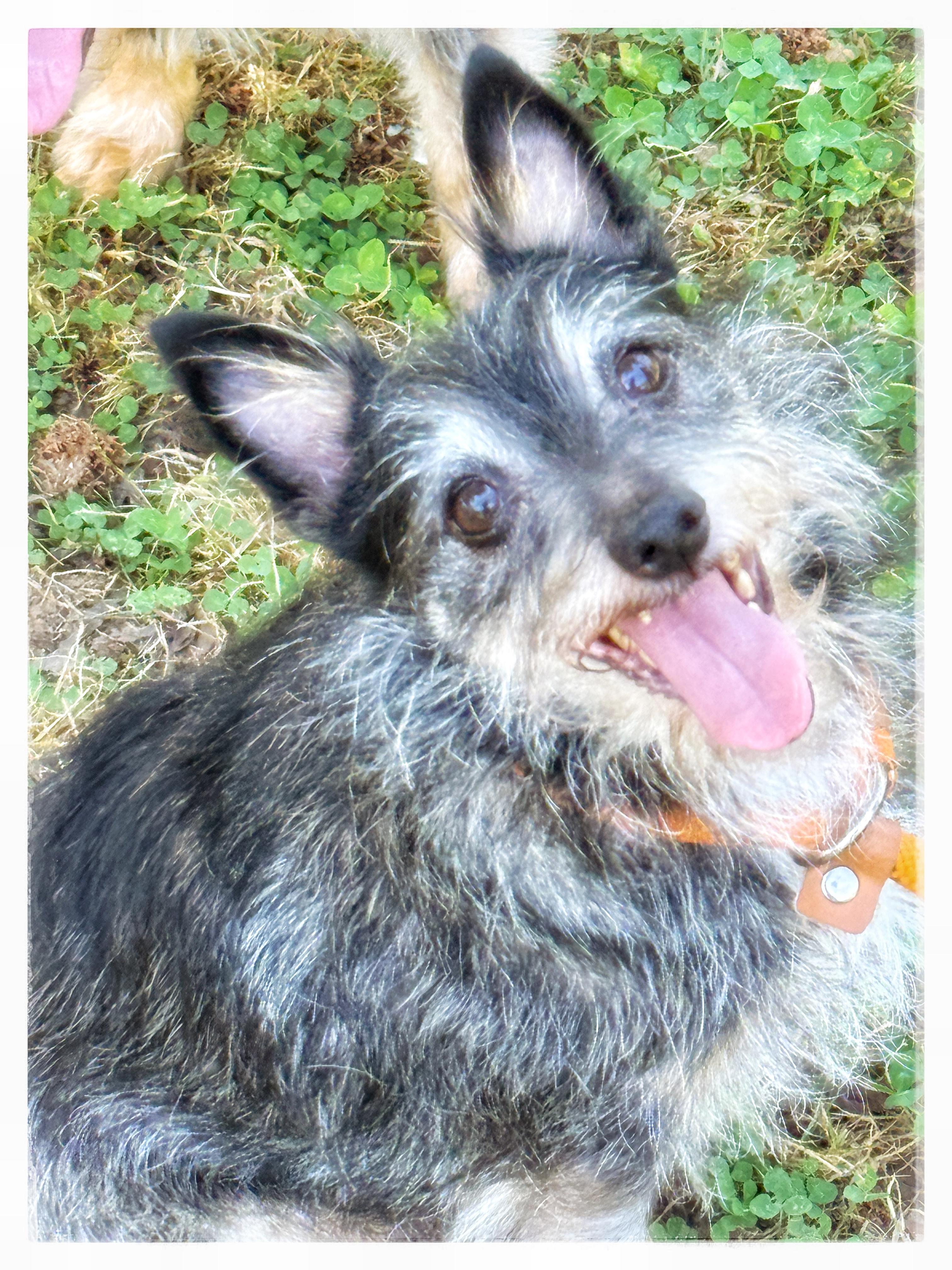 Hubcap, a ADOPTABLE mixed breed in Midlothian, VA image 2/6