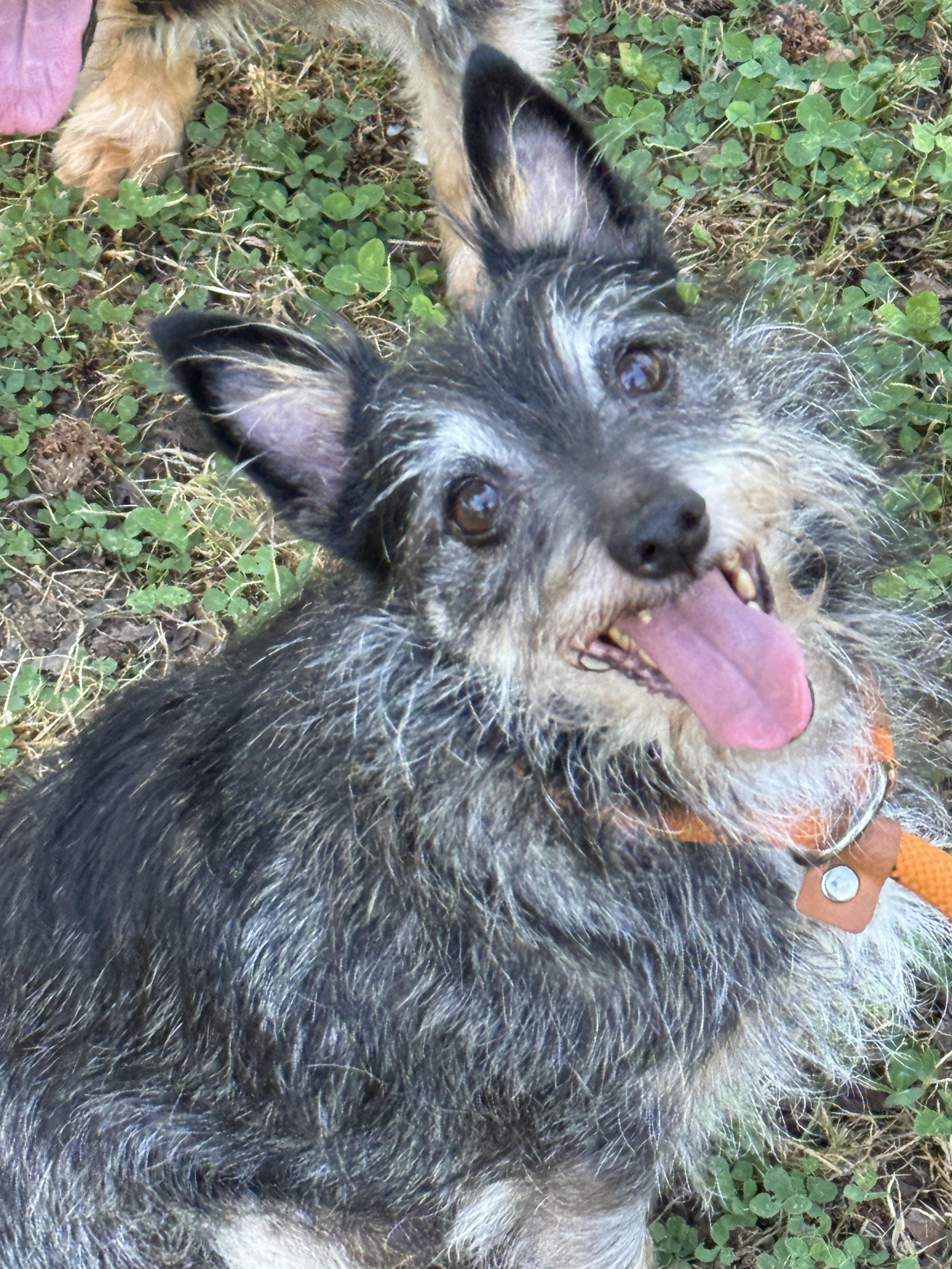 Hubcap, a ADOPTABLE mixed breed in Midlothian, VA image 6/6