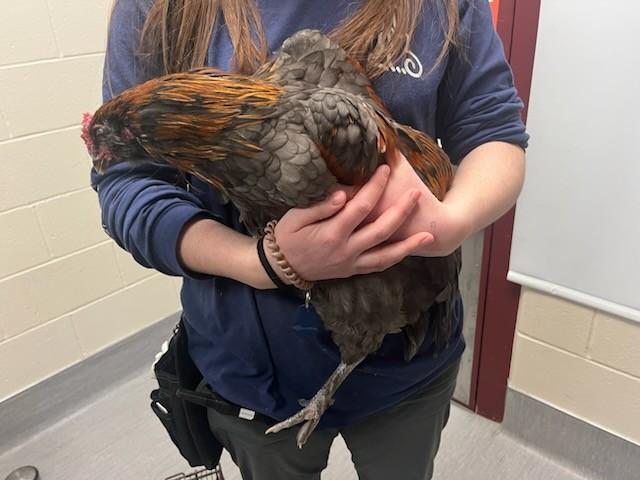 ROCKY BALROOSTER, Adoptable, Baby Male Chicken.