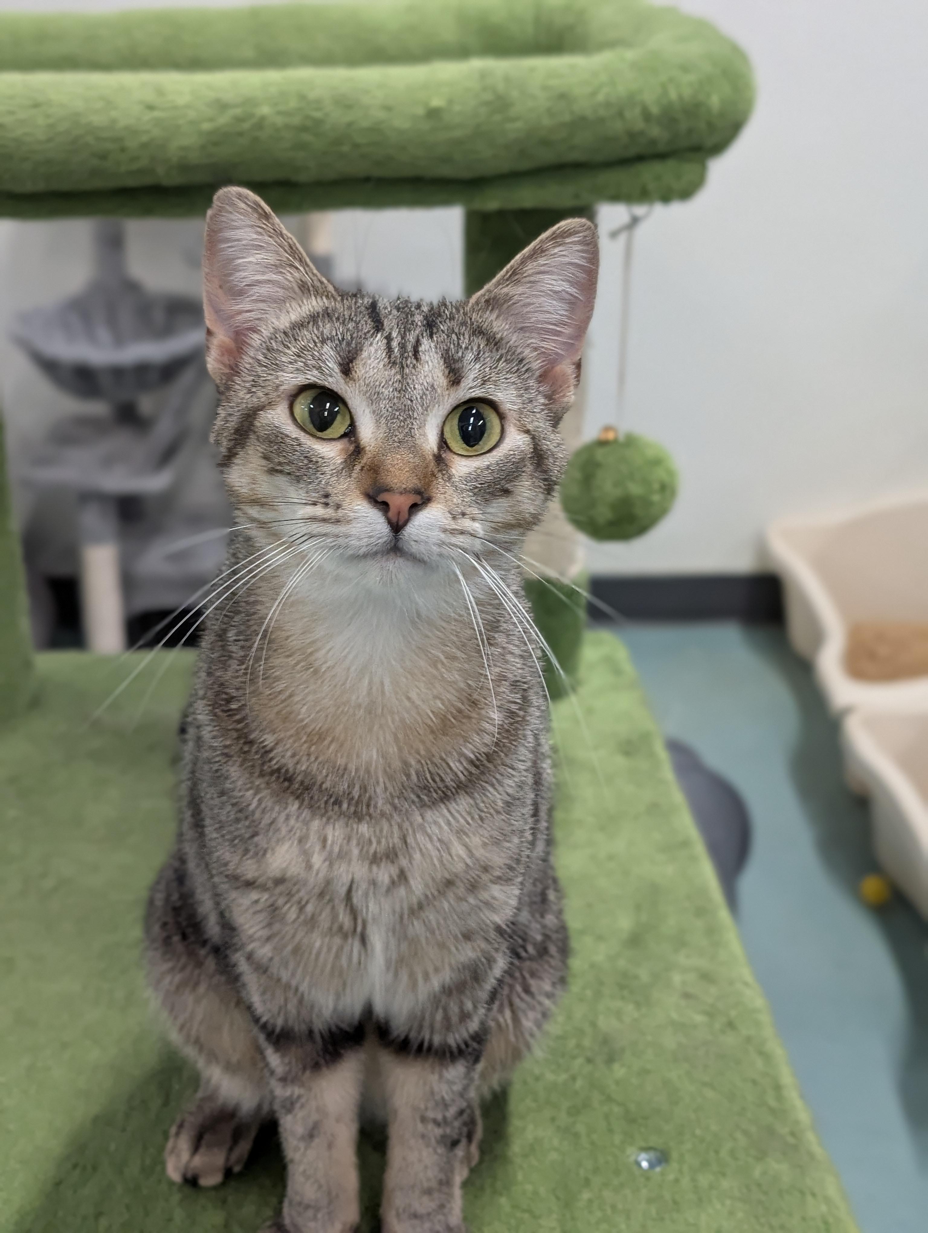 Zuzu, Adoptable, Young Female Domestic Short Hair.