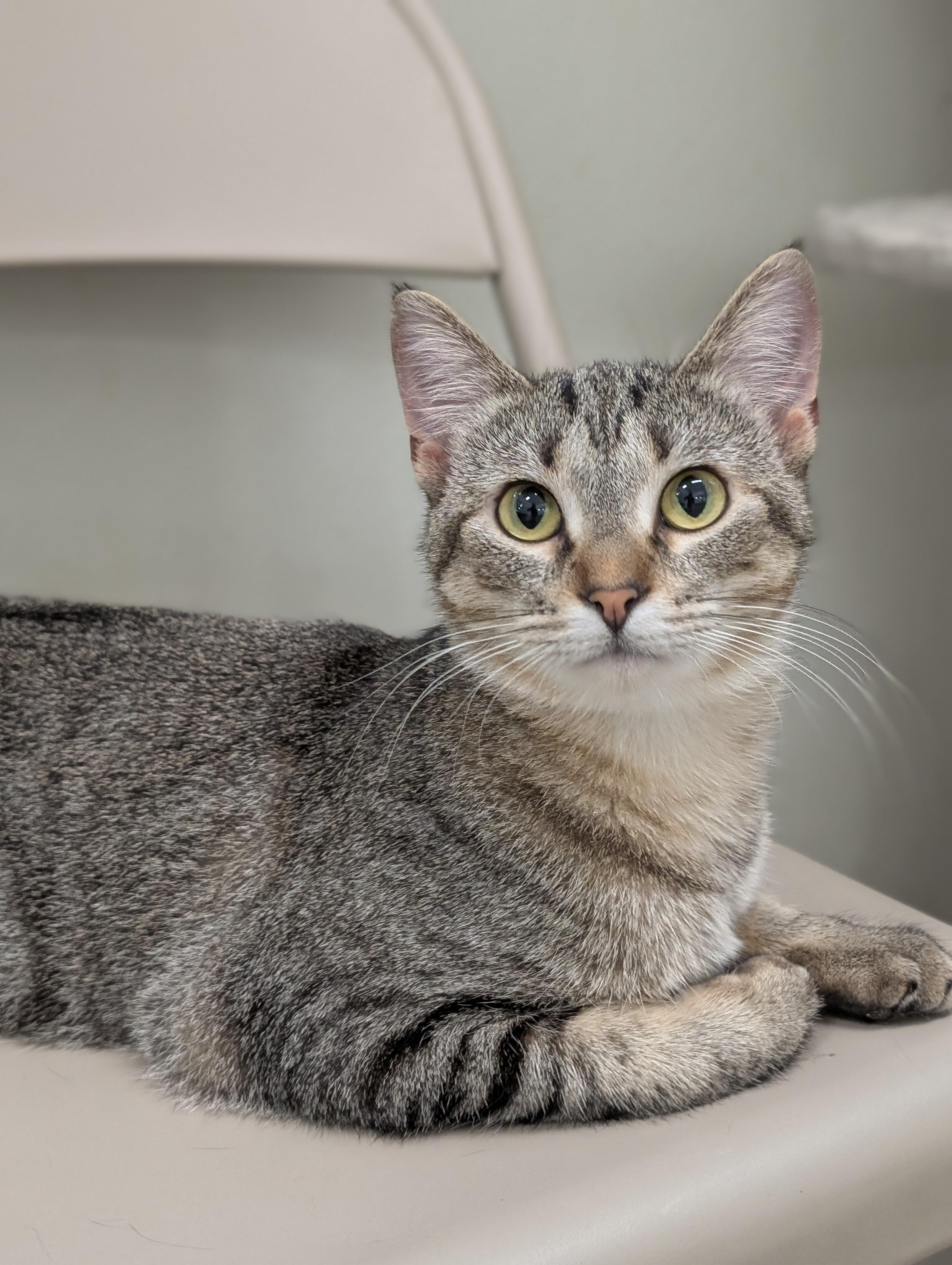 Enlarge Zuzu, a Adoptable Domestic Short Hair in Tilton, IL image 3/6