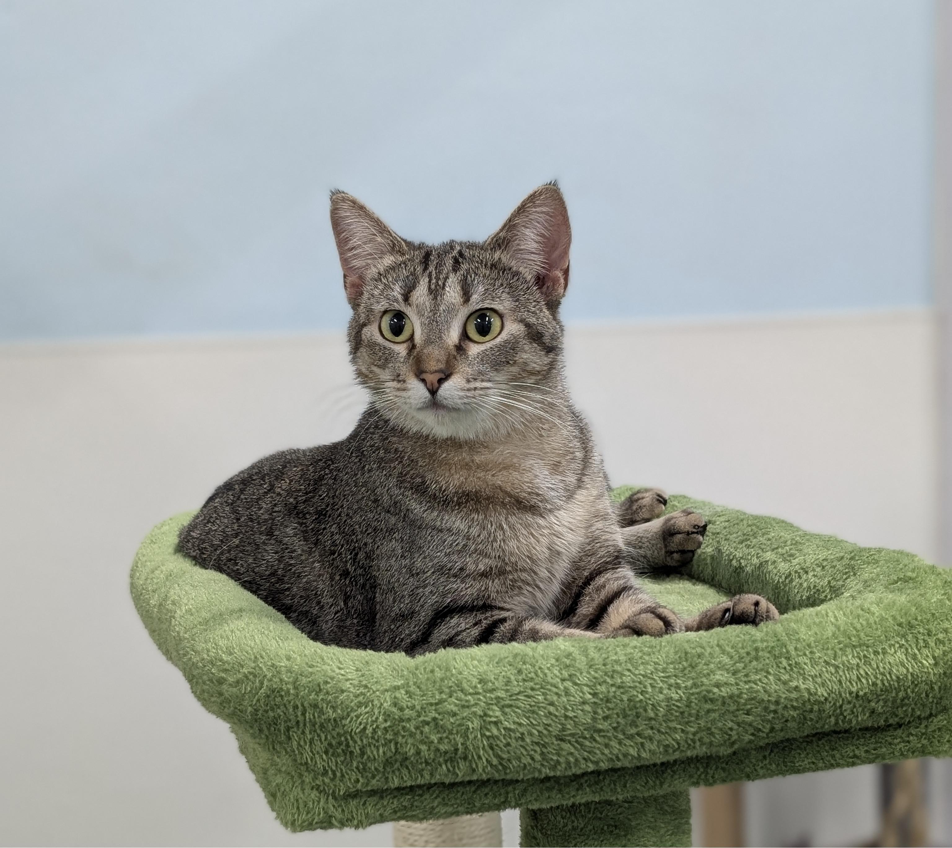 Enlarge Zuzu, a Adoptable Domestic Short Hair in Tilton, IL image 1/6