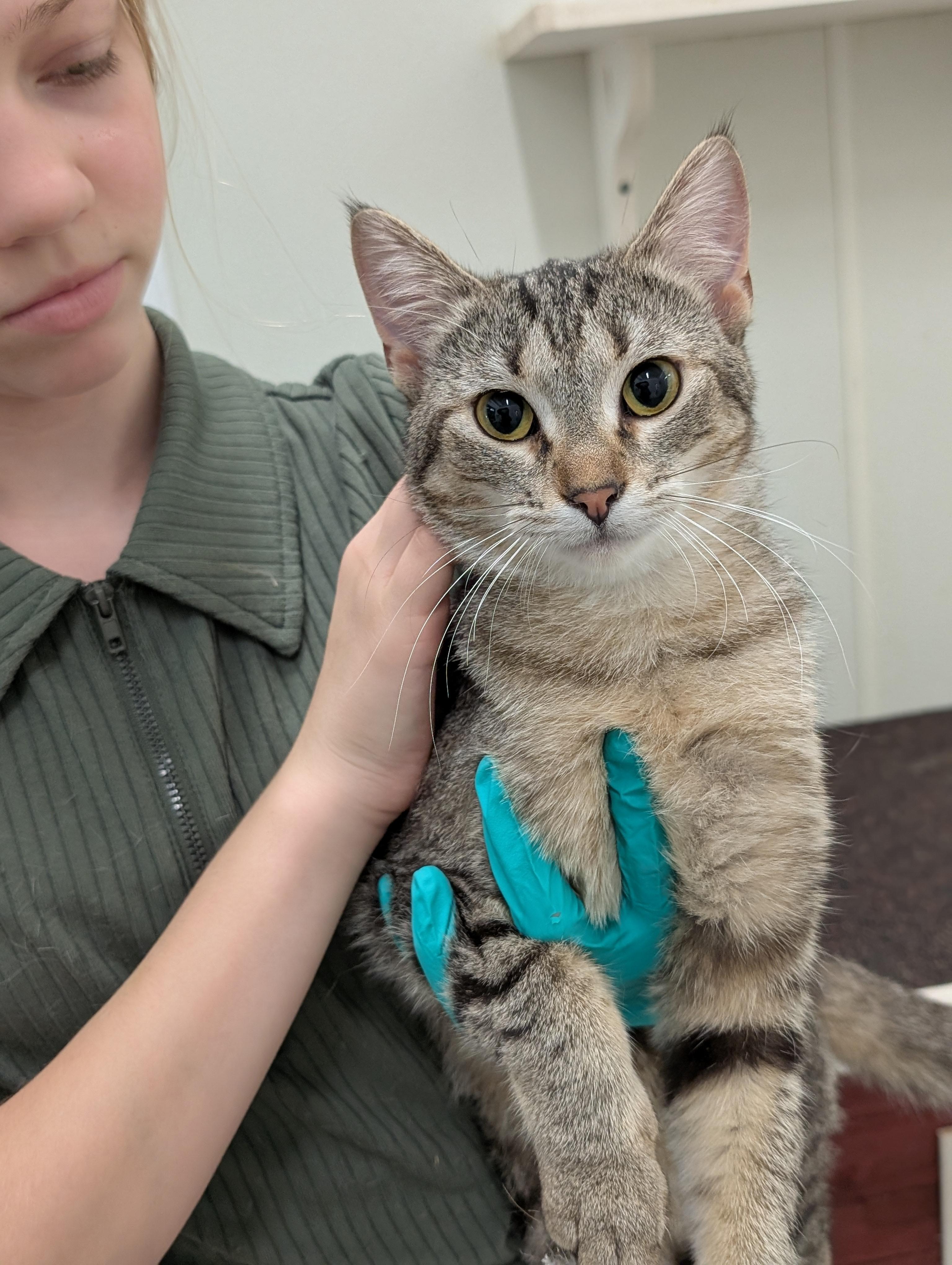 Enlarge Zuzu, a Adoptable Domestic Short Hair in Tilton, IL image 5/6