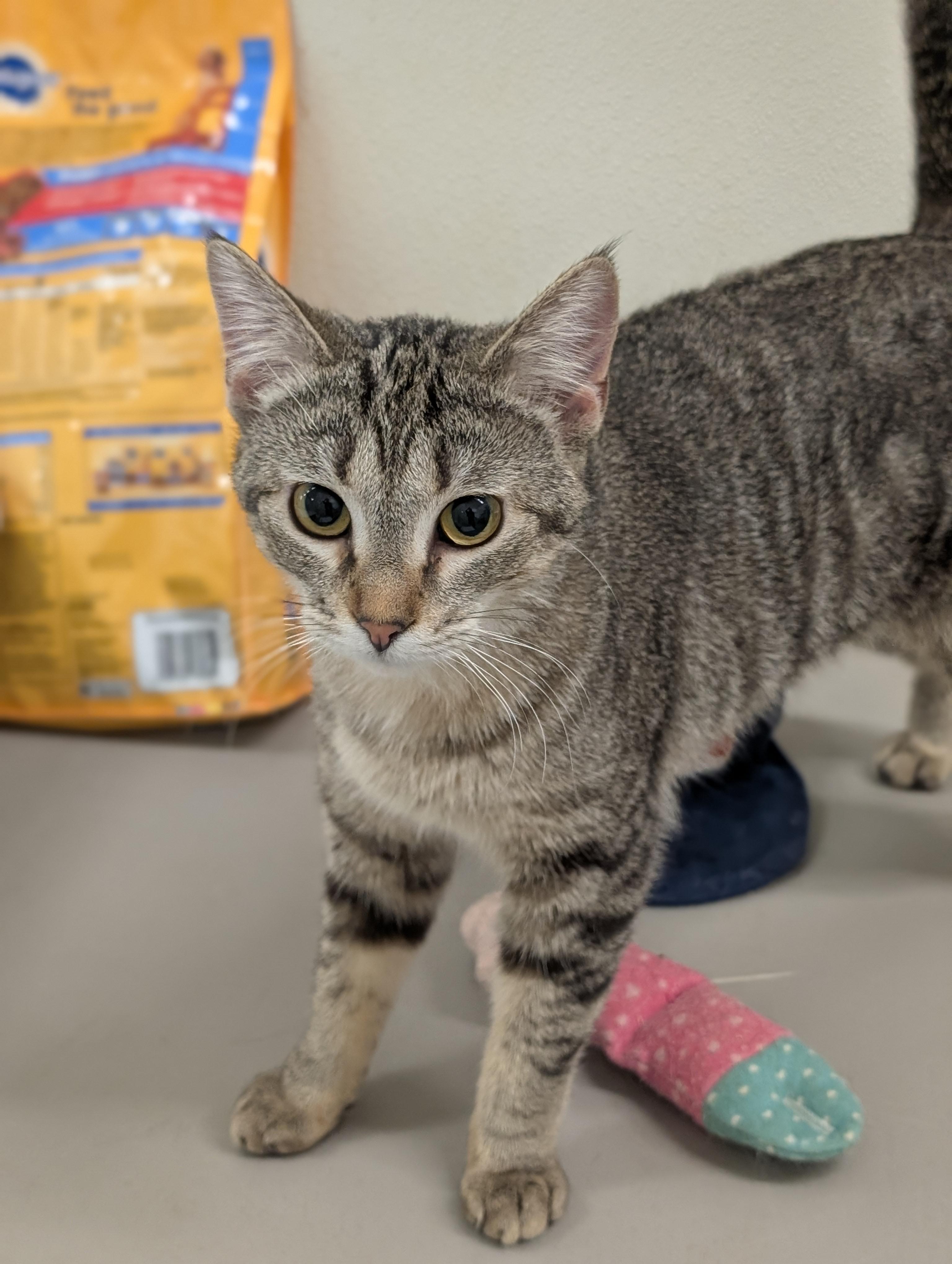 Enlarge Zuzu, a Adoptable Domestic Short Hair in Tilton, IL image 6/6