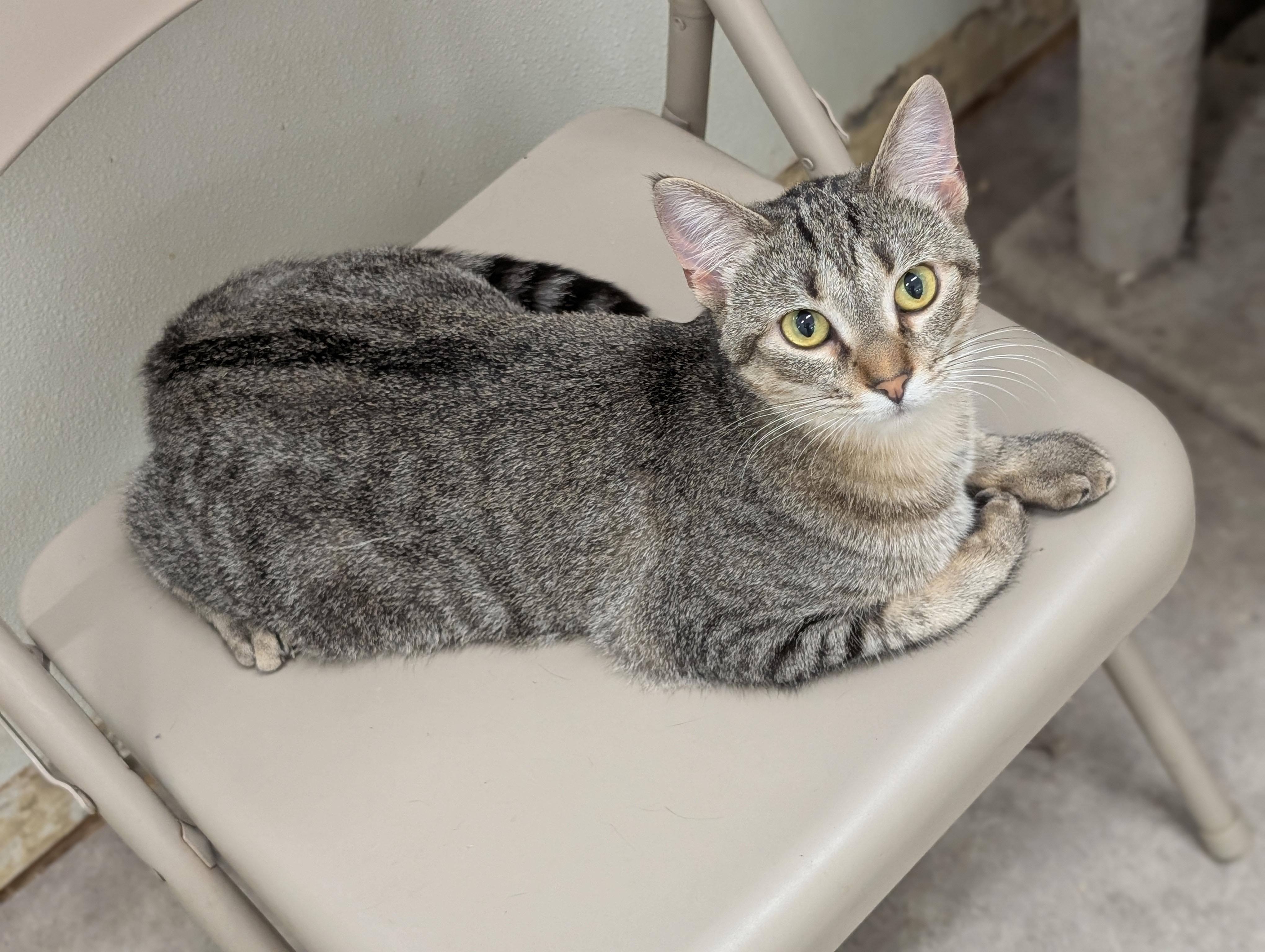 Enlarge Zuzu, a Adoptable Domestic Short Hair in Tilton, IL image 4/6