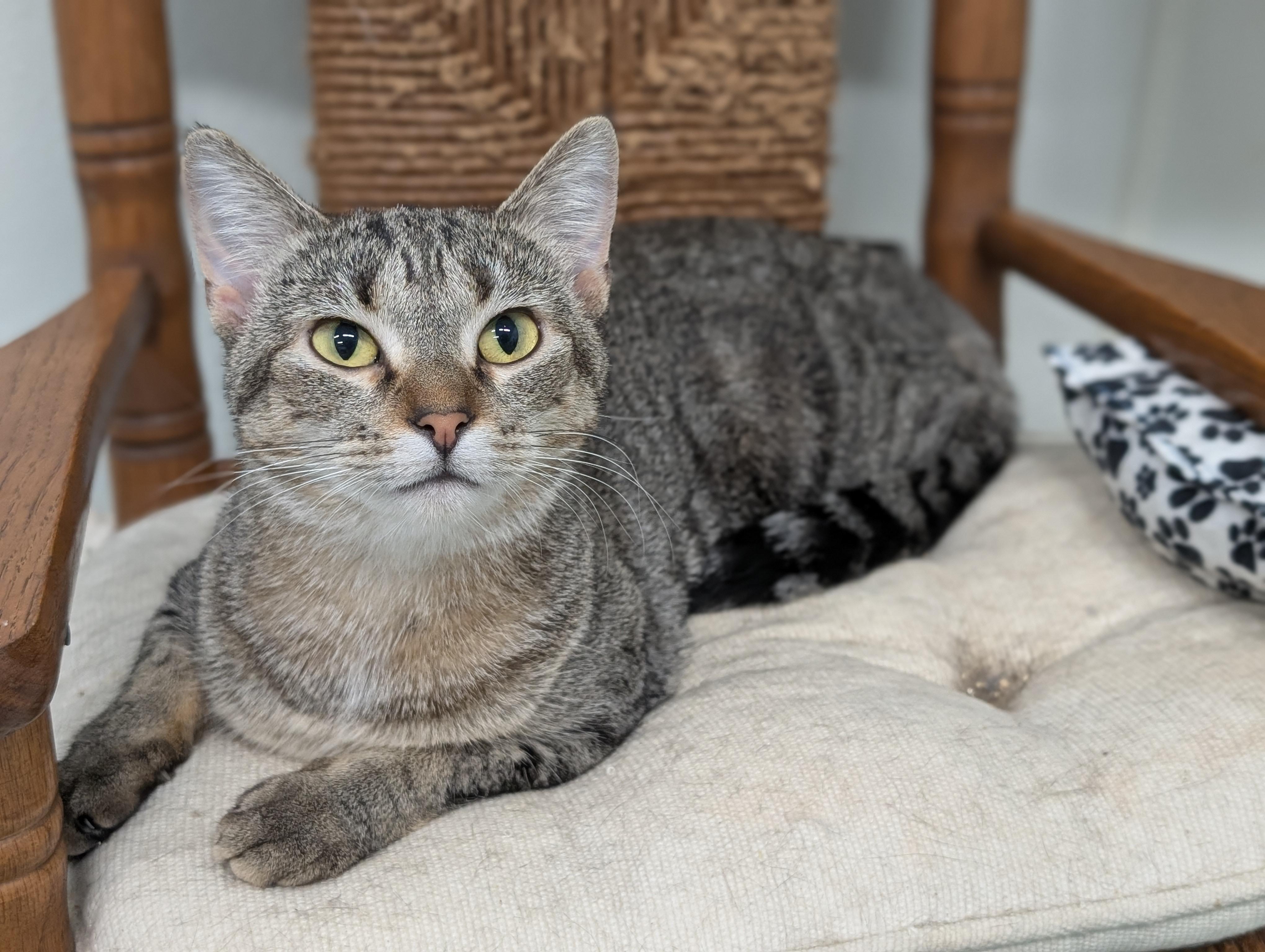Zuzu, Adoptable, Adult Female Domestic Short Hair.