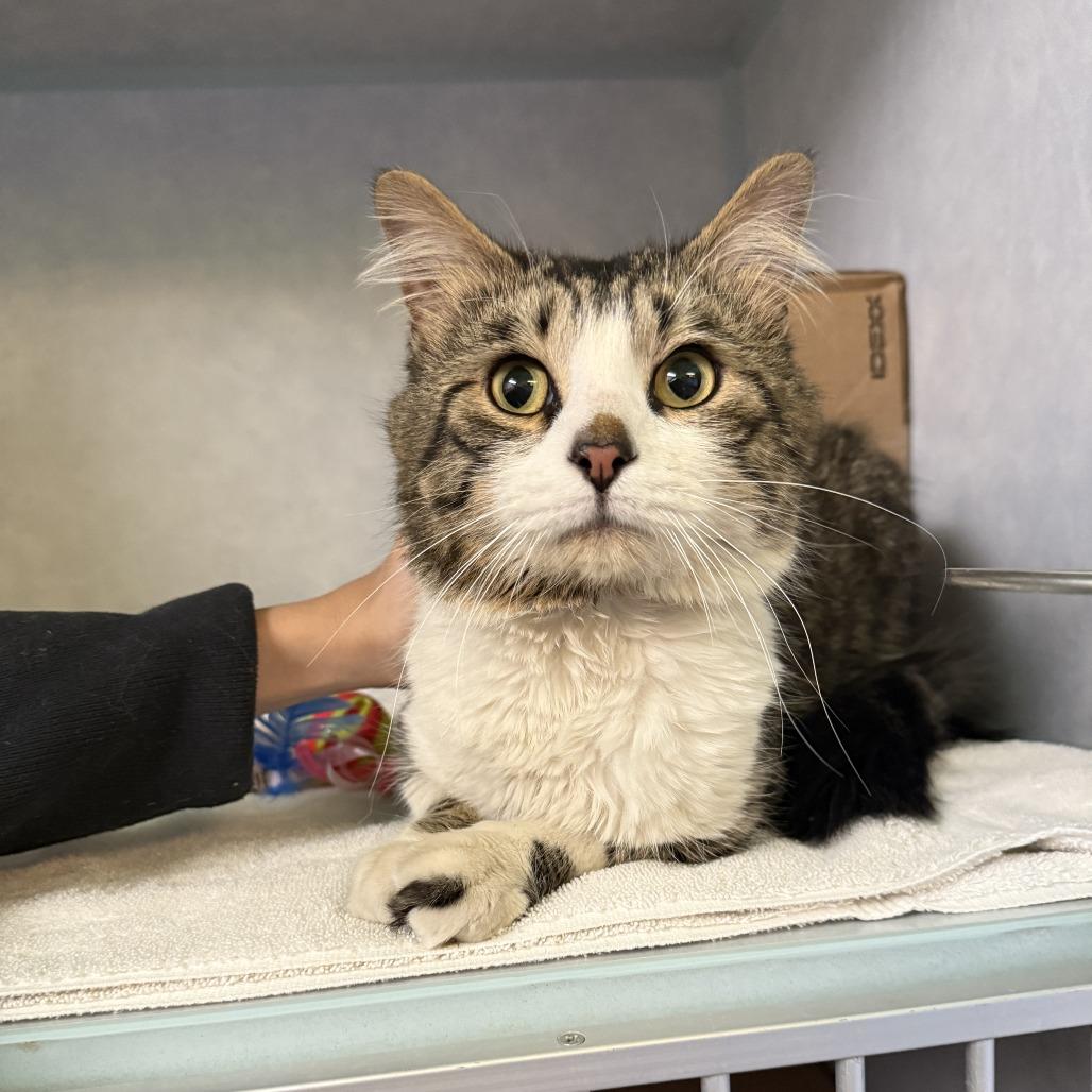 Hutt, Adoptable, Adult Male Domestic Short Hair.