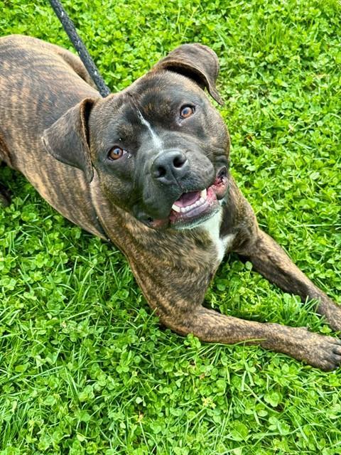 DEXTER, Adoptable, Young Male Boxer & Mixed Breed.