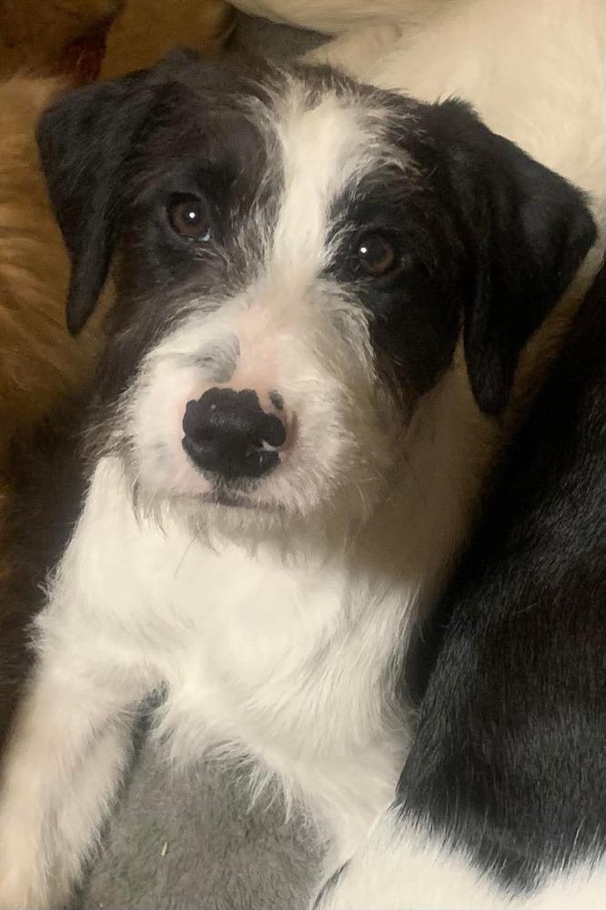 Freya, Adoptable, Puppy Female Poodle & Cattle Dog.