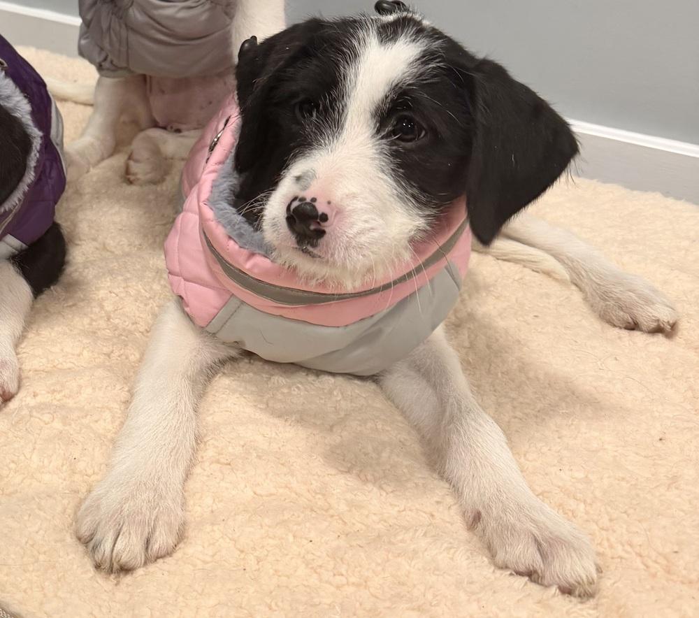 Enlarge Freya, a Adoptable mixed breed in Middletown, CT image 2/6