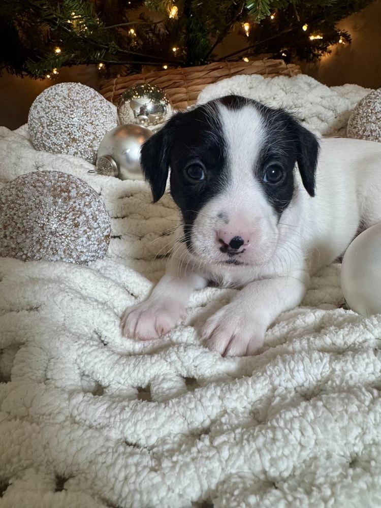 Freya, Adoptable, Puppy Female German Wirehaired Pointer & Mixed Breed.