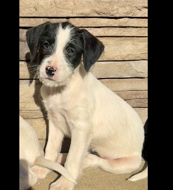 Enlarge Freya, a Adoptable mixed breed in Middletown, CT image 2/6