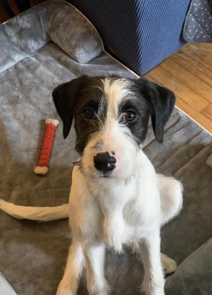 Enlarge Freya, a Adoptable mixed breed in Middletown, CT image 4/4