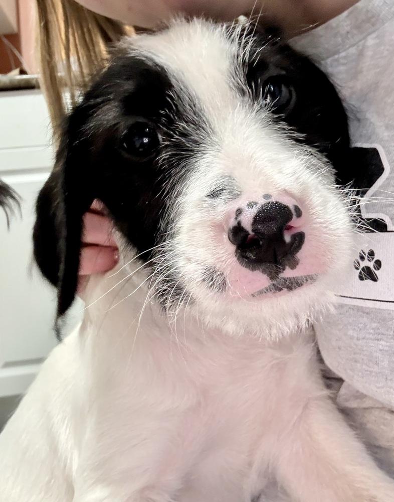 Enlarge Freya, a Adoptable mixed breed in Middletown, CT image 6/6