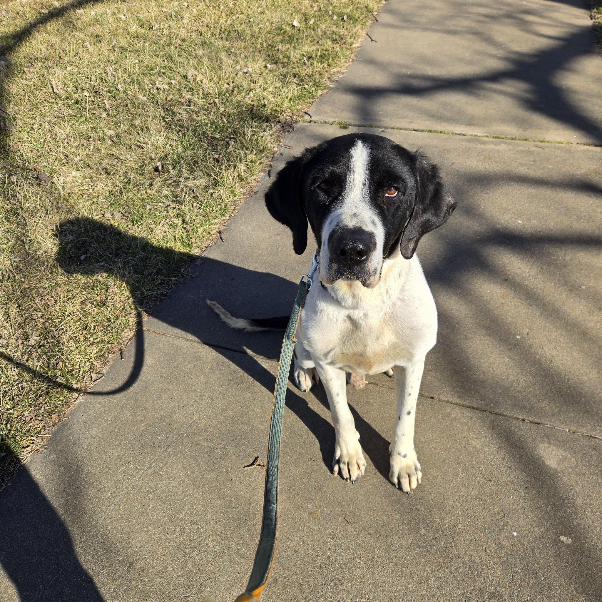 Milow, ADOPTABLE, Adult Male Saint Bernard & Labrador Retriever.