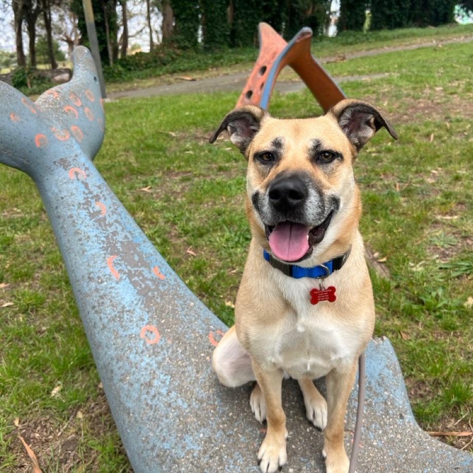 Maddie, a Adoptable Shepherd in Vallejo, CA image 1/3