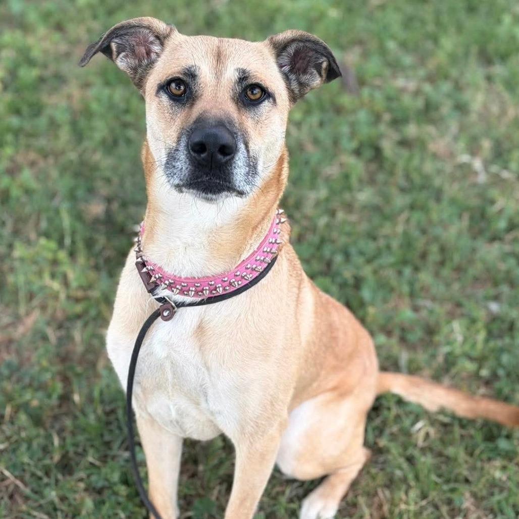 Maddie, a Adoptable Shepherd in Vallejo, CA image 3/3