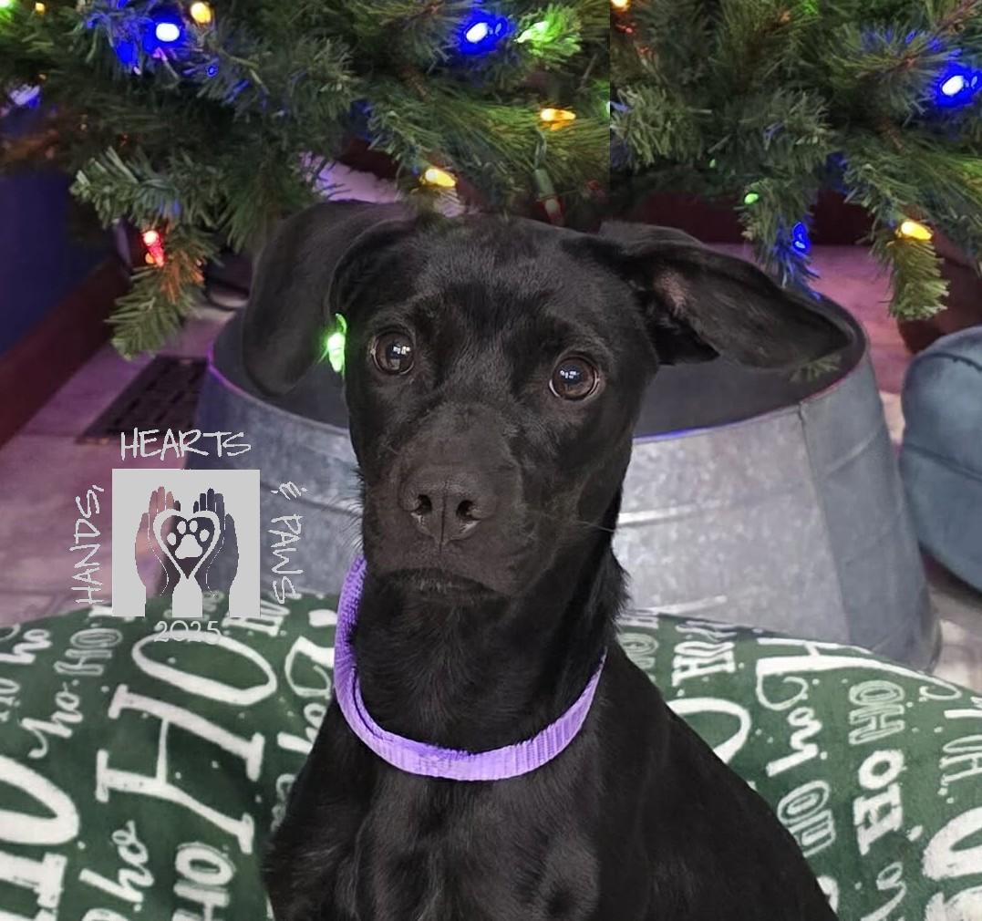 Kane, a Adoptable mixed breed in Omaha, NE image 2/3