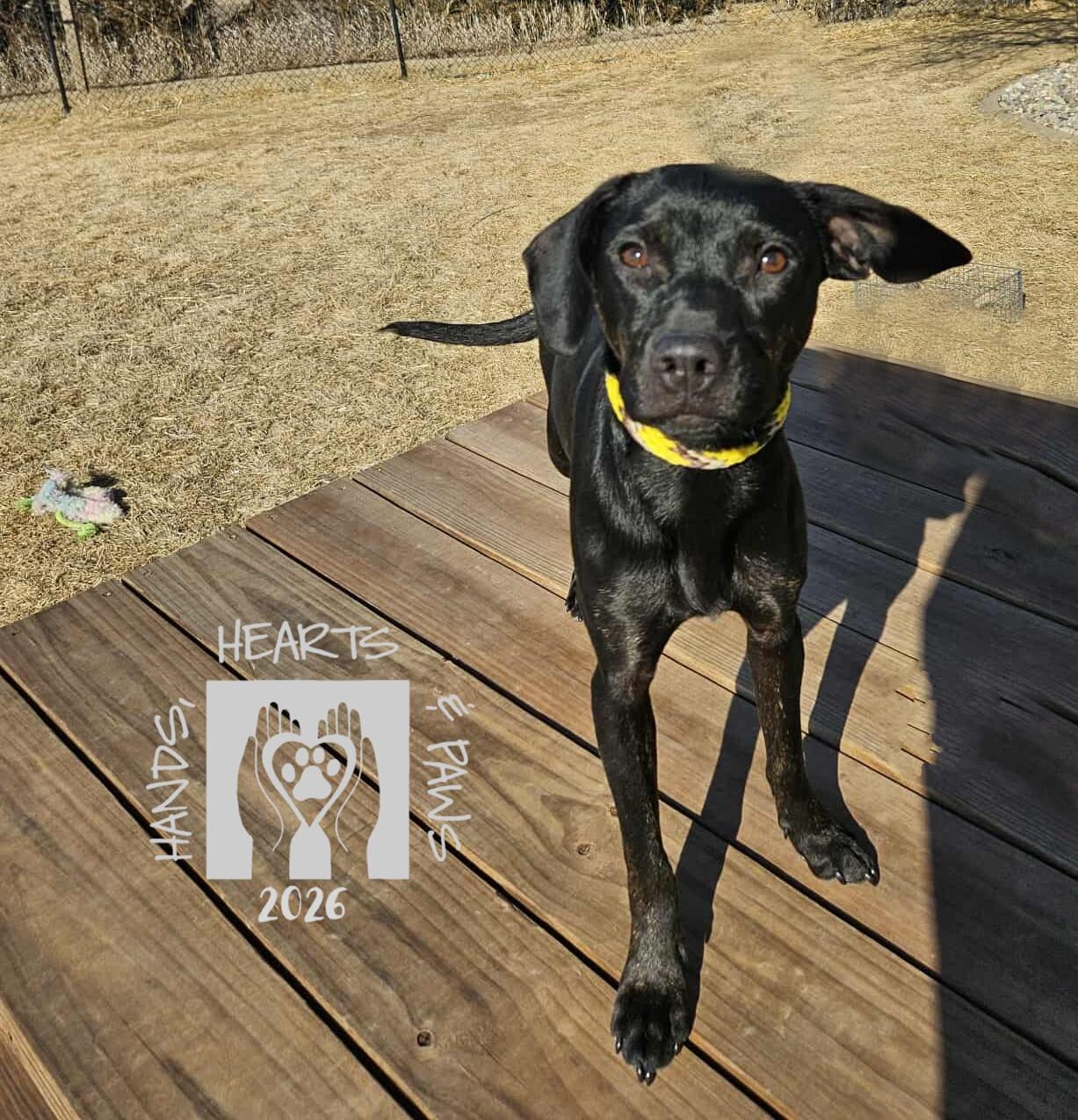 Kane, a Adoptable mixed breed in Omaha, NE image 4/6