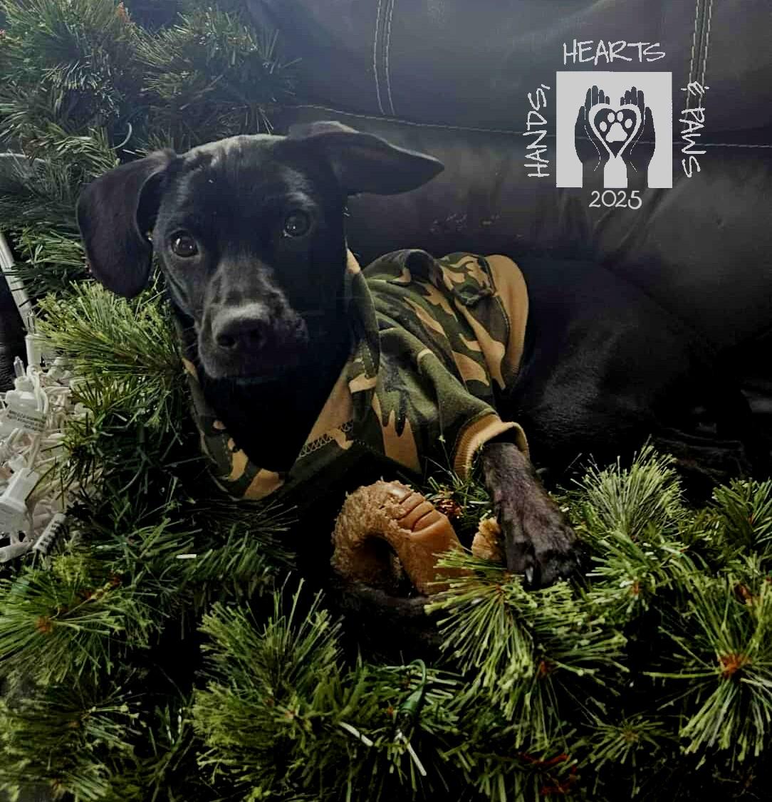 Kane, a Adoptable mixed breed in Omaha, NE image 3/3