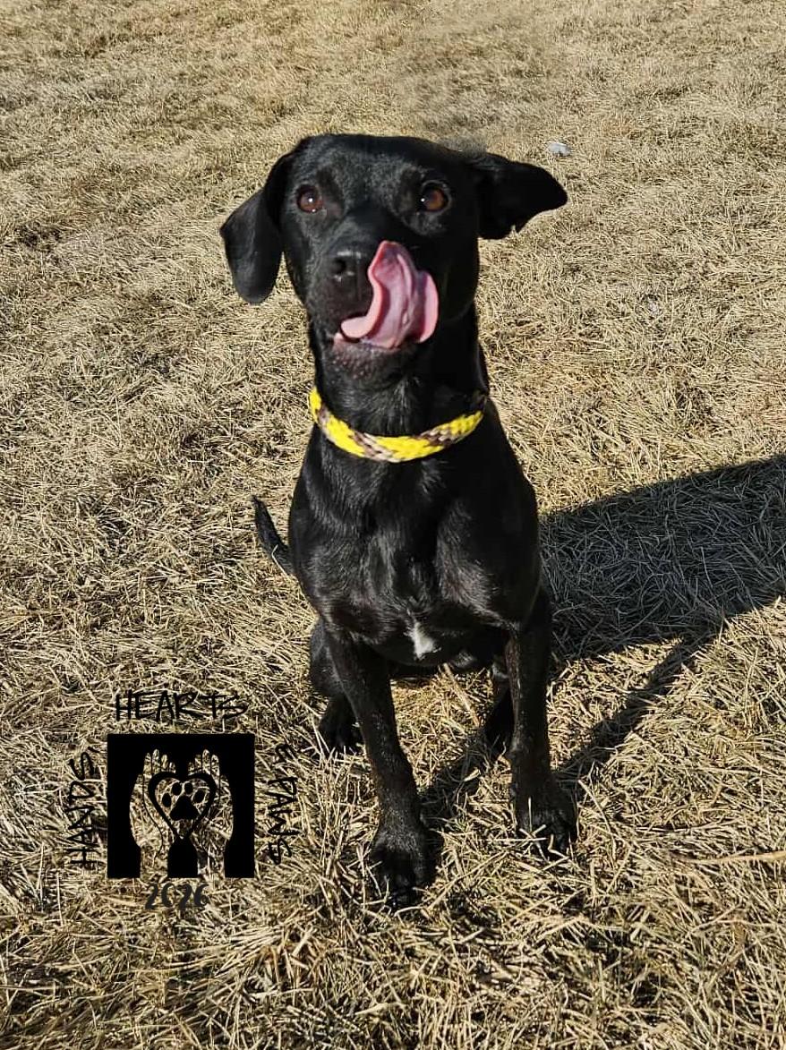 Kane, a Adoptable mixed breed in Omaha, NE image 6/6