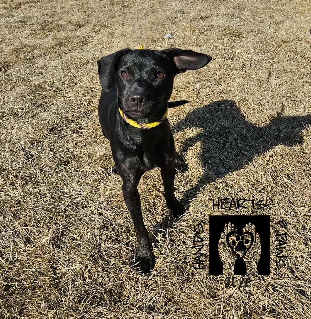 Kane, a Adoptable mixed breed in Omaha, NE image 5/6