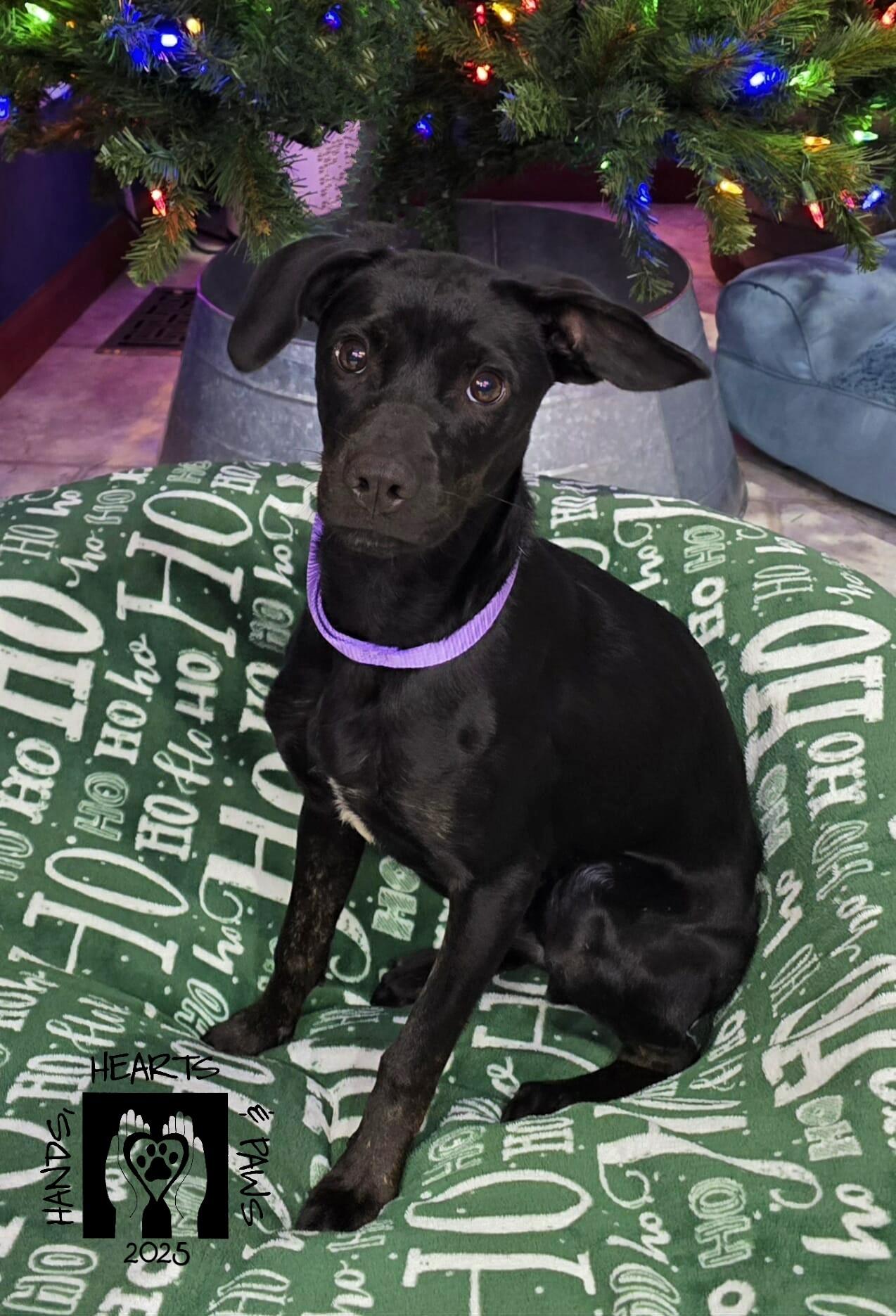 Kane, a Adoptable mixed breed in Omaha, NE image 1/3