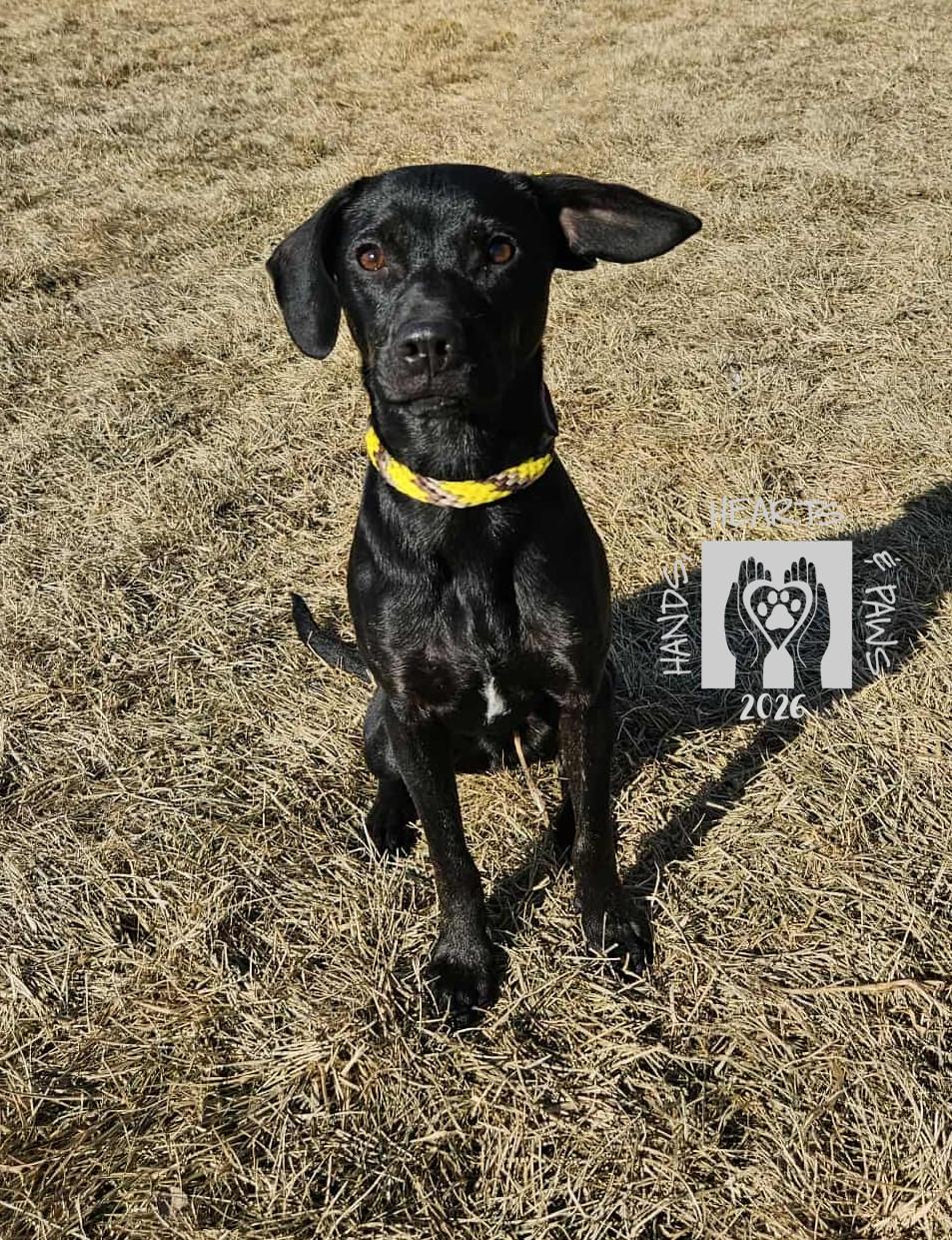 Kane, a Adoptable mixed breed in Omaha, NE image 1/6