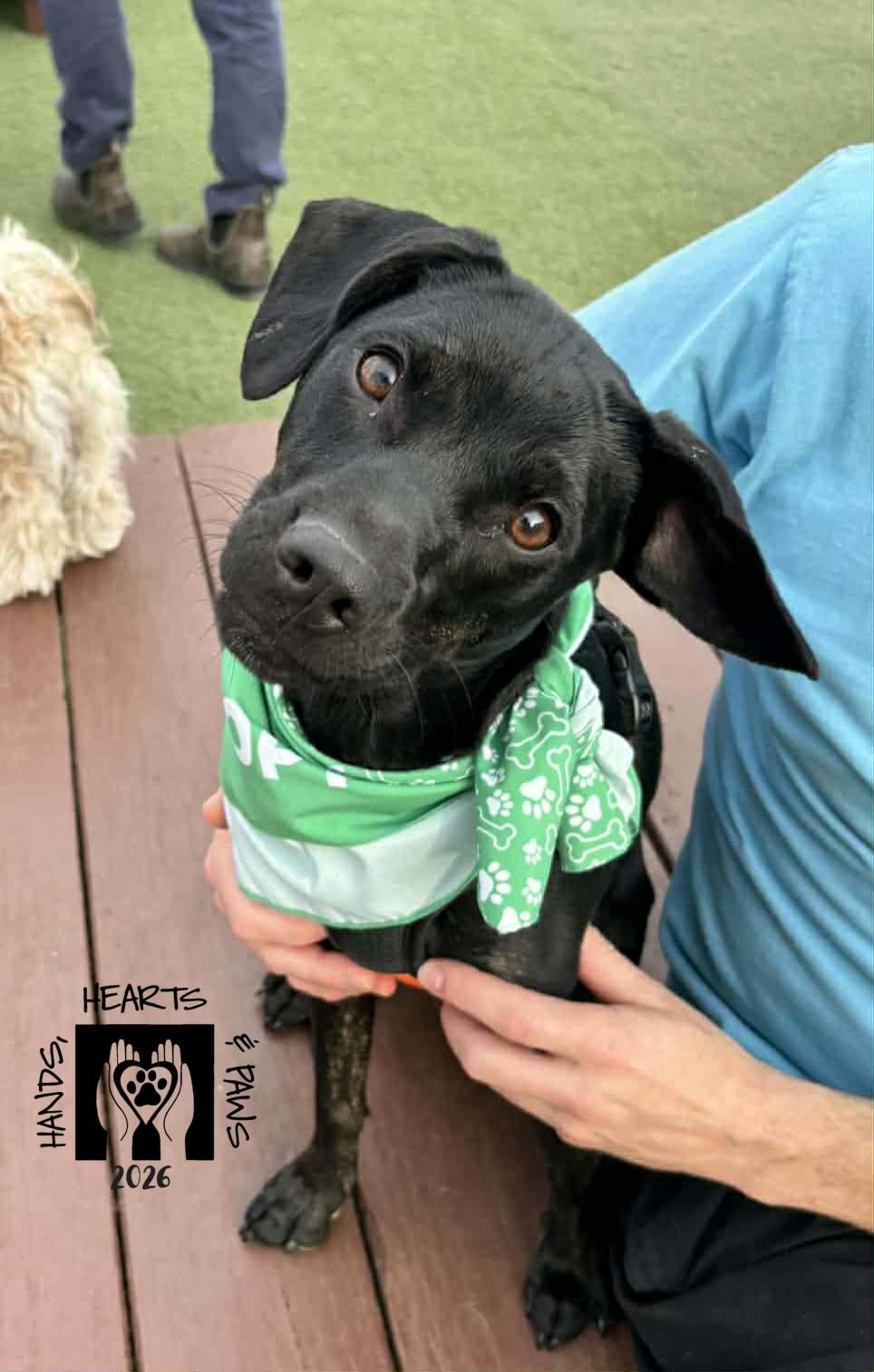 Enlarge Kane, a Adoptable mixed breed in Omaha, NE image 1/6