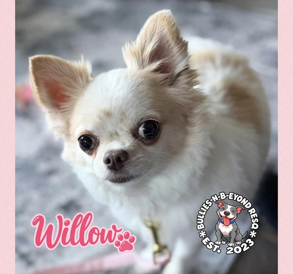 Enlarge Willow, a Adoptable Chihuahua in Omaha, NE image 1/2