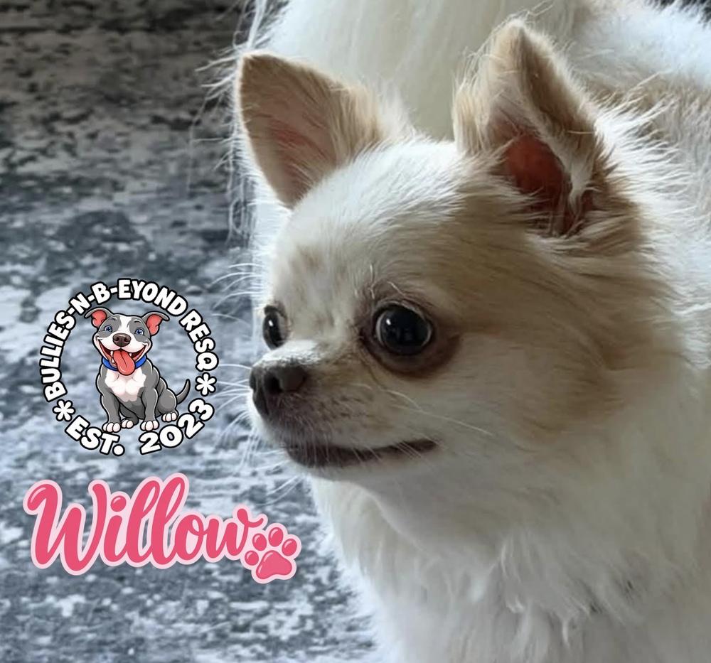 Enlarge Willow, a Adoptable Chihuahua in Omaha, NE image 2/2