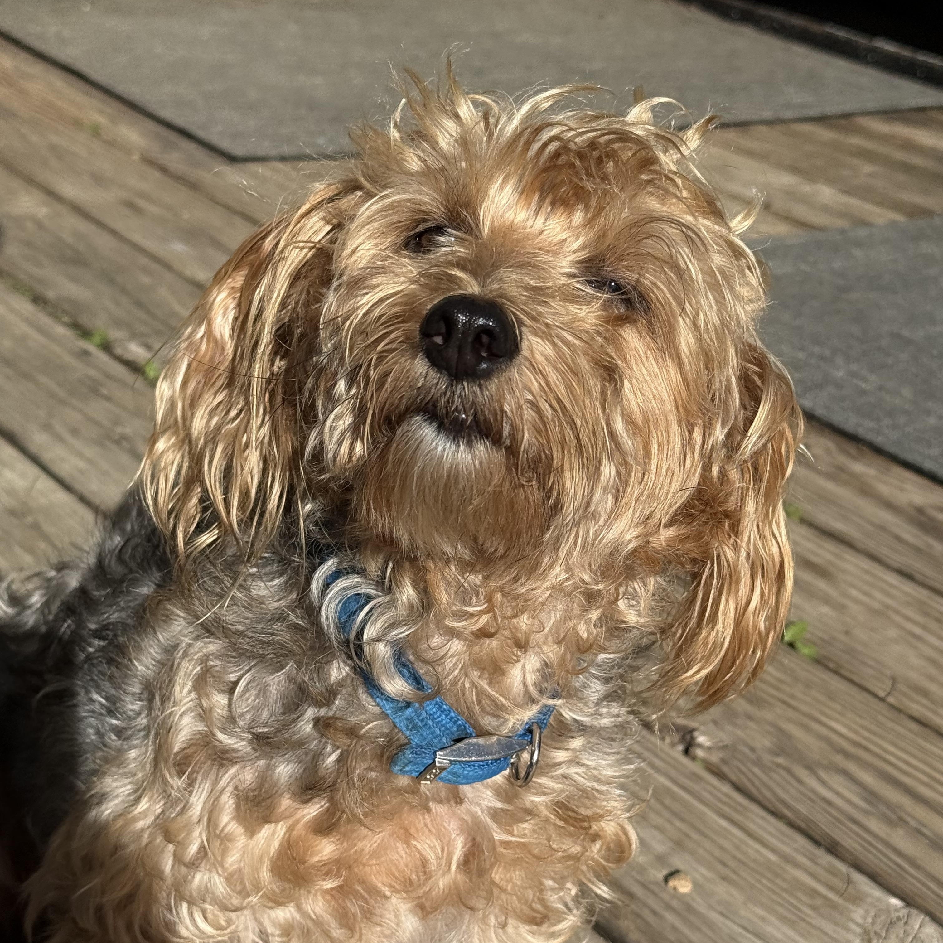 Enlarge Frodo, a Adoptable Yorkie Poo in Medinah, IL image 2/3