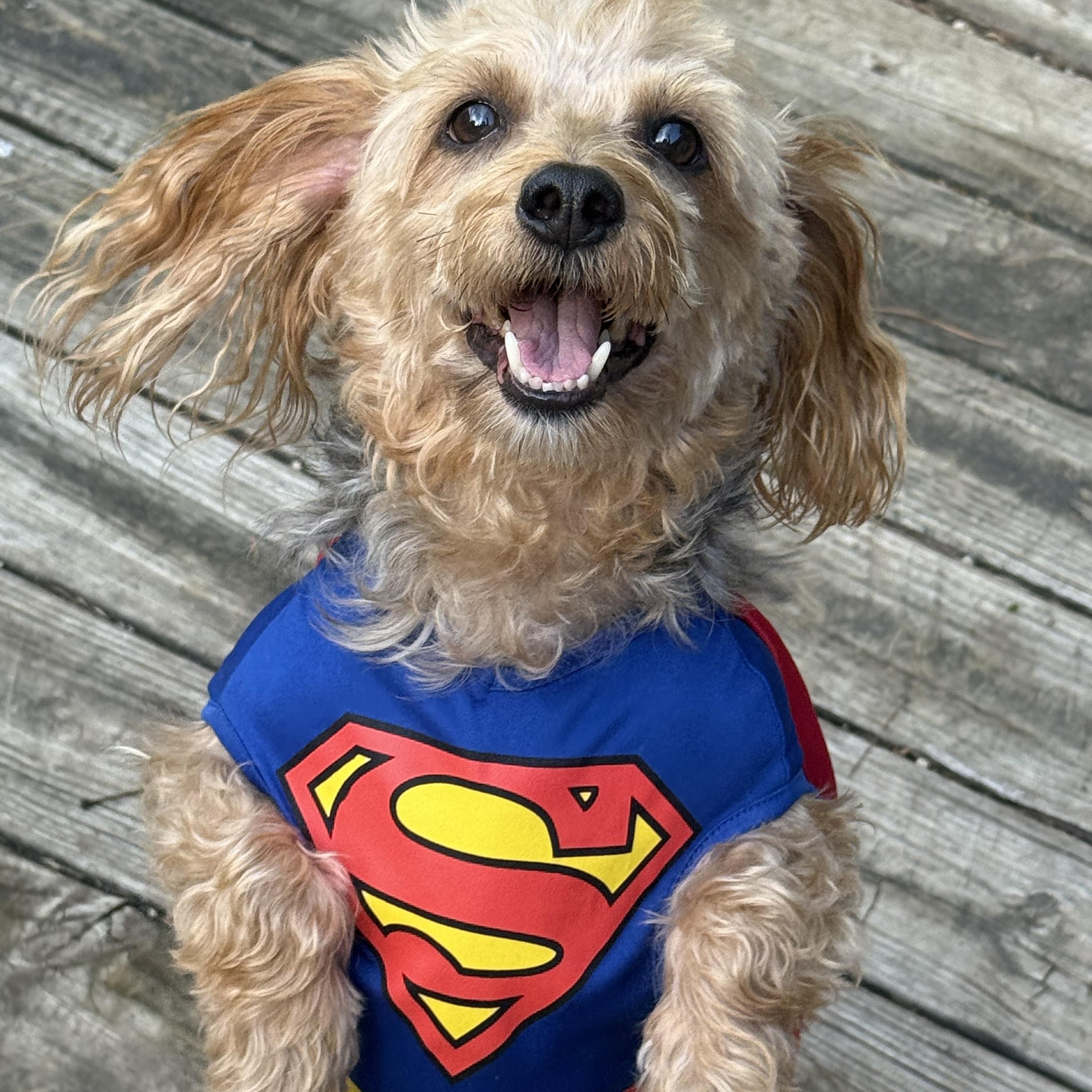 Frodo, Adoptable, Adult Male Yorkie Poo.