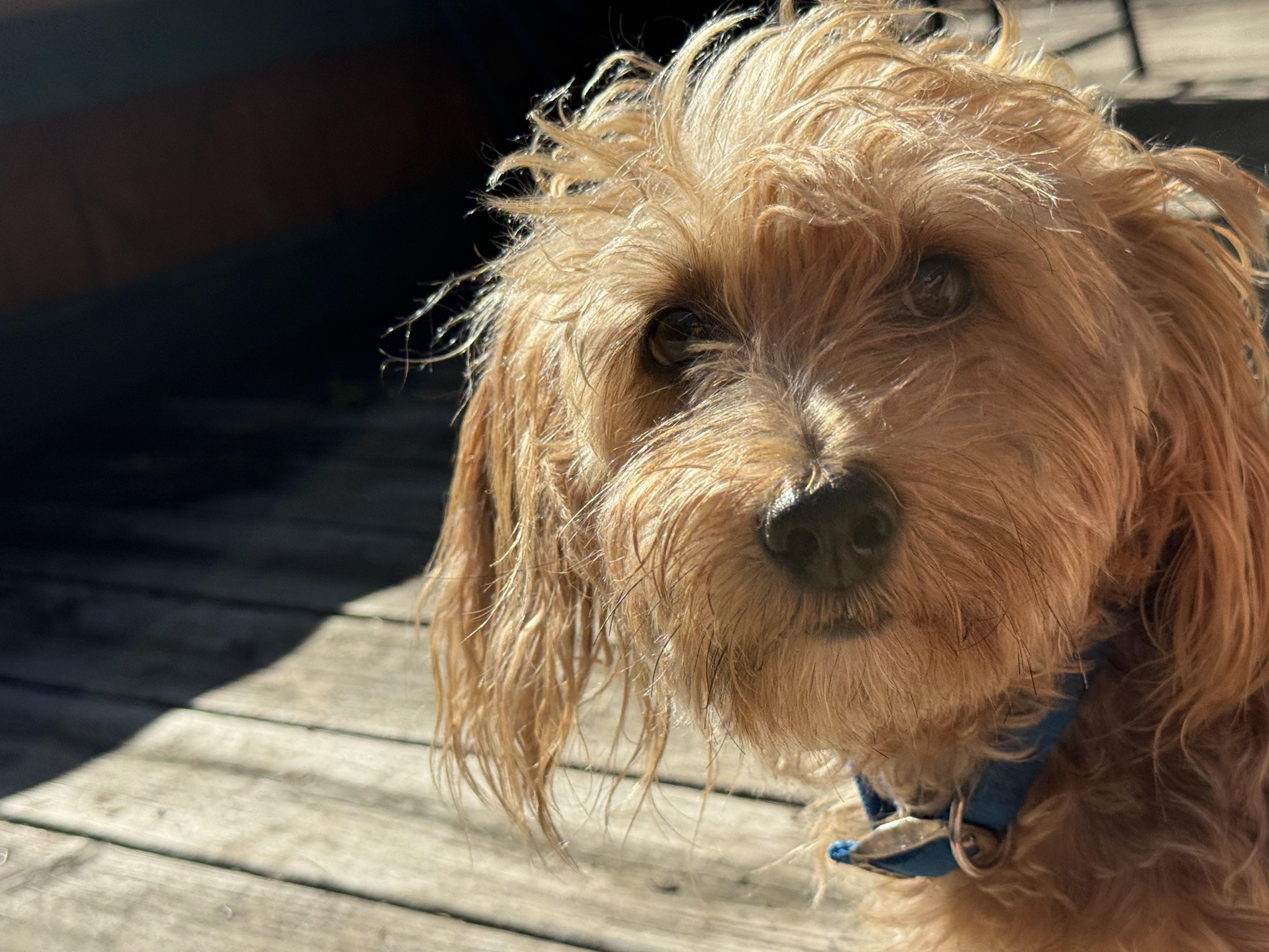 Enlarge Frodo, a Adoptable Yorkie Poo in Medinah, IL image 3/3