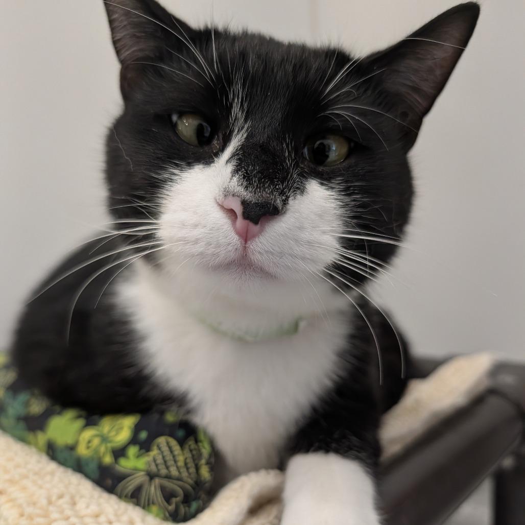 PJ, Adoptable, Young Male Domestic Short Hair.