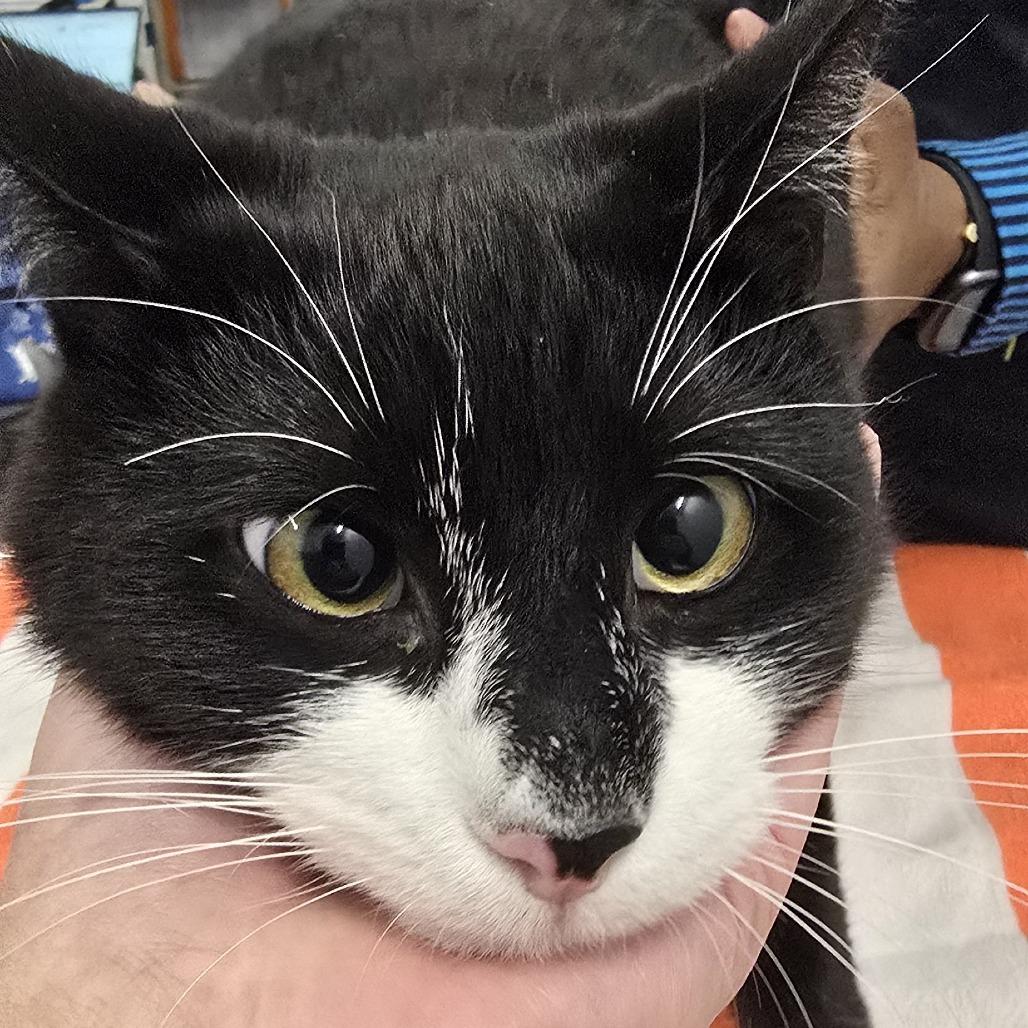 Enlarge PJ, a Adoptable Domestic Short Hair in Winston Salem, NC image 2/6