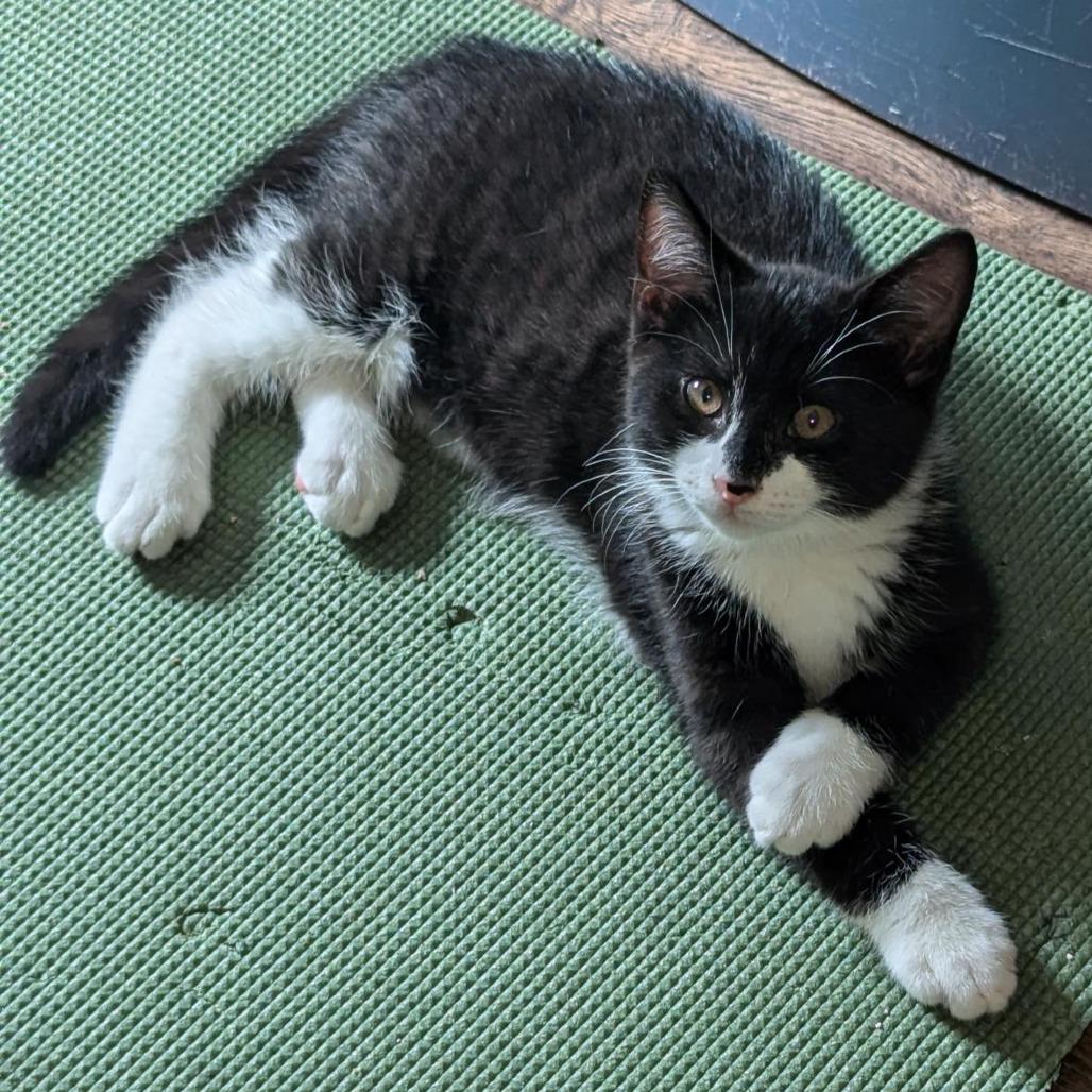 Enlarge PJ, a Adoptable Domestic Short Hair in Winston Salem, NC image 3/6