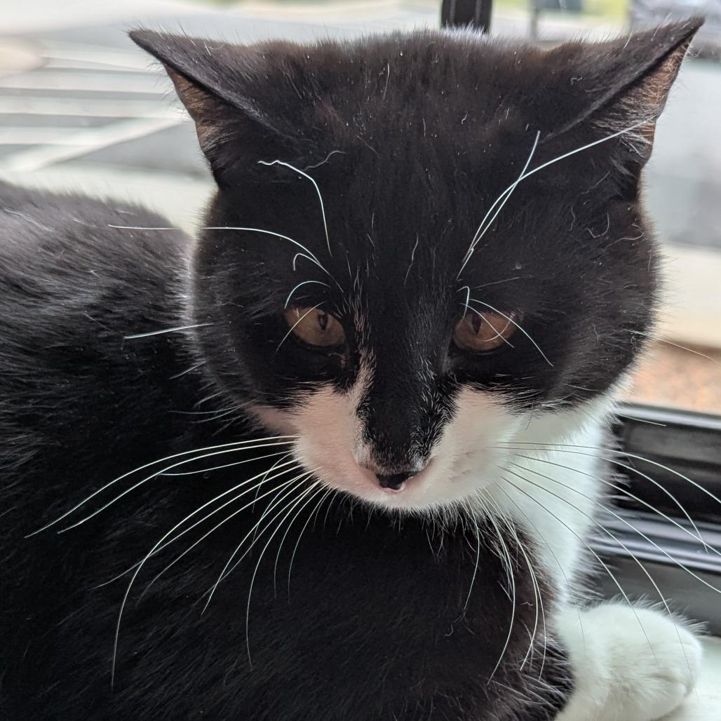 Enlarge PJ, a Adoptable Domestic Short Hair in Winston Salem, NC image 4/6