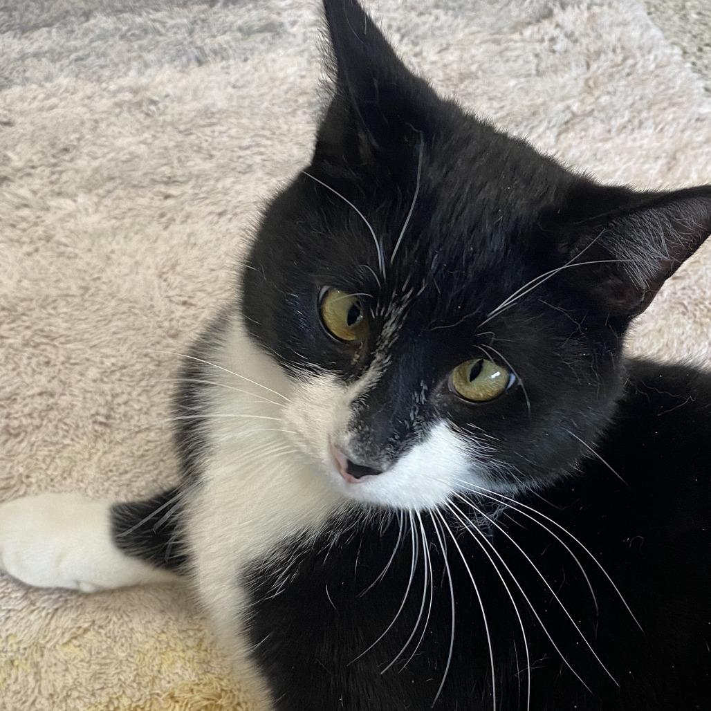 Enlarge PJ, a Adoptable Domestic Short Hair in Winston Salem, NC image 5/6