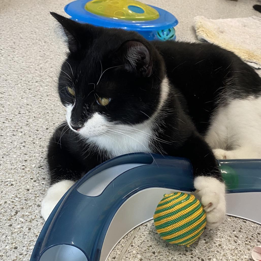 Enlarge PJ, a Adoptable Domestic Short Hair in Winston Salem, NC image 6/6