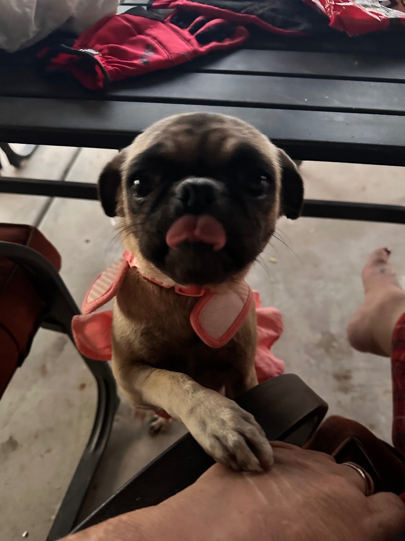 Tessa, Adopted, Young Female Pug.
